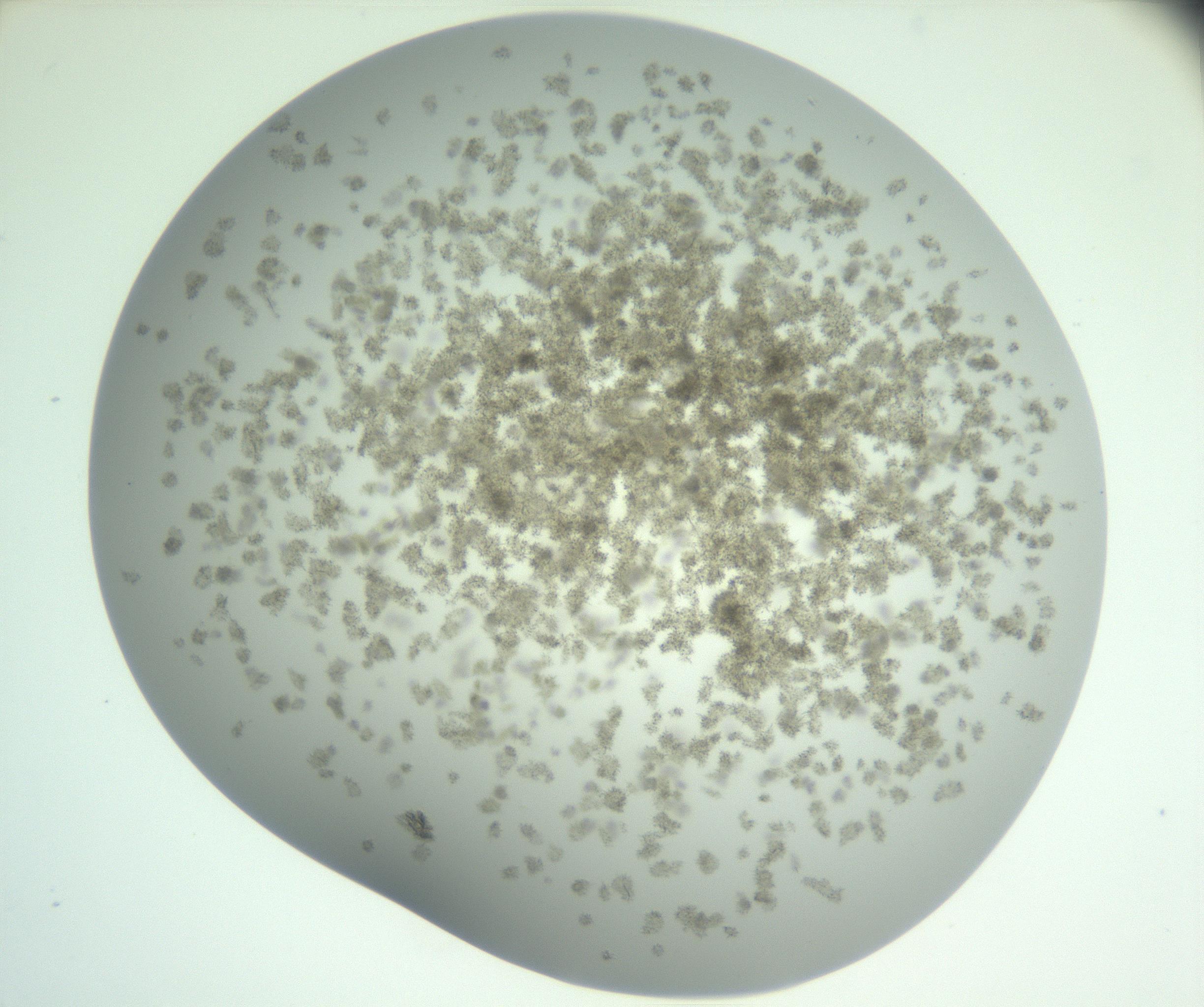 RI01_03_000_0212_Proj1_Clon1_MC_0000MC102890_005_161031_01_05_02_00_99_002_001_RAI.jpg