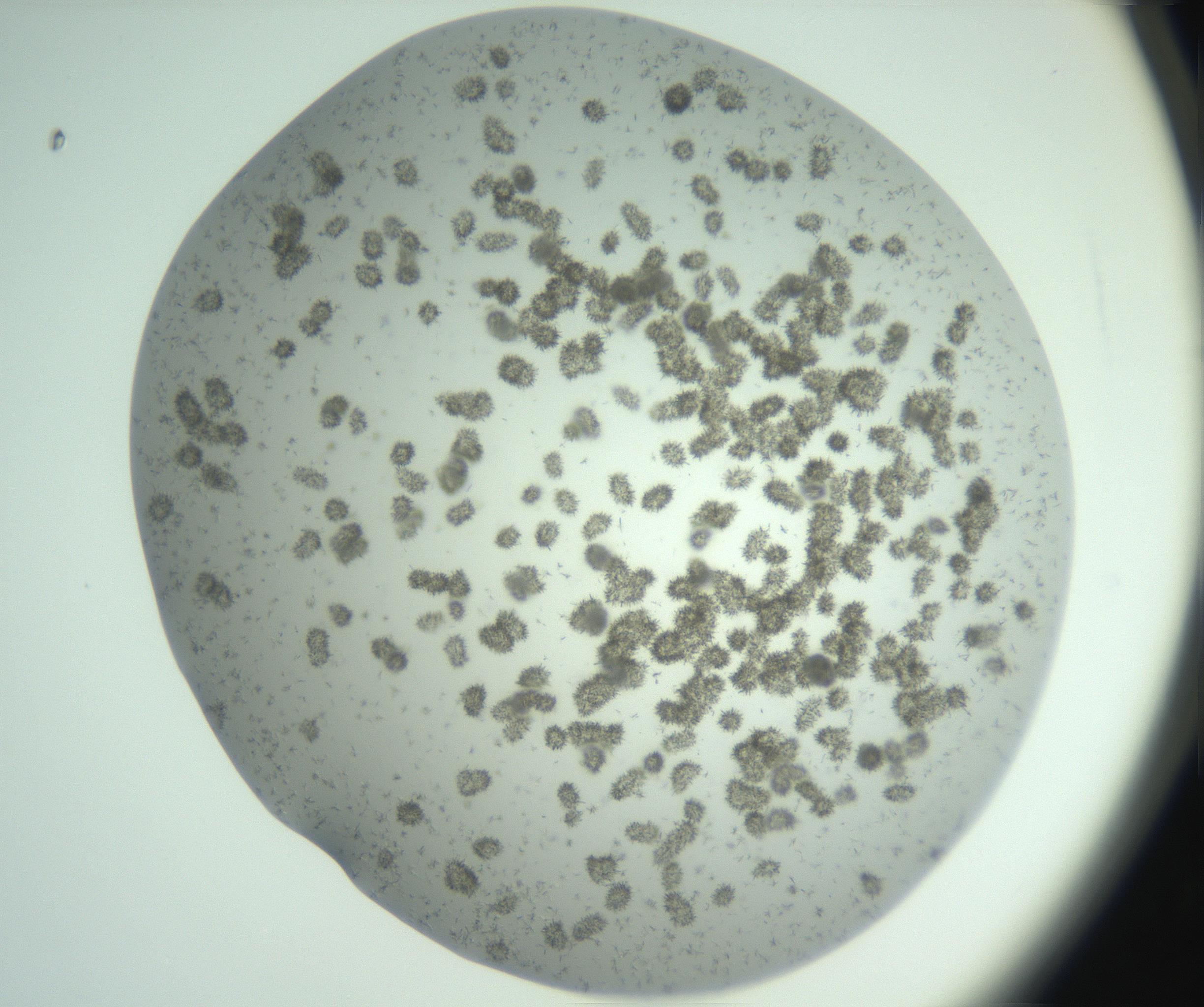 RI01_03_000_0212_Proj1_Clon1_MC_0000MC102890_005_161031_02_06_02_00_99_002_001_RAI.jpg