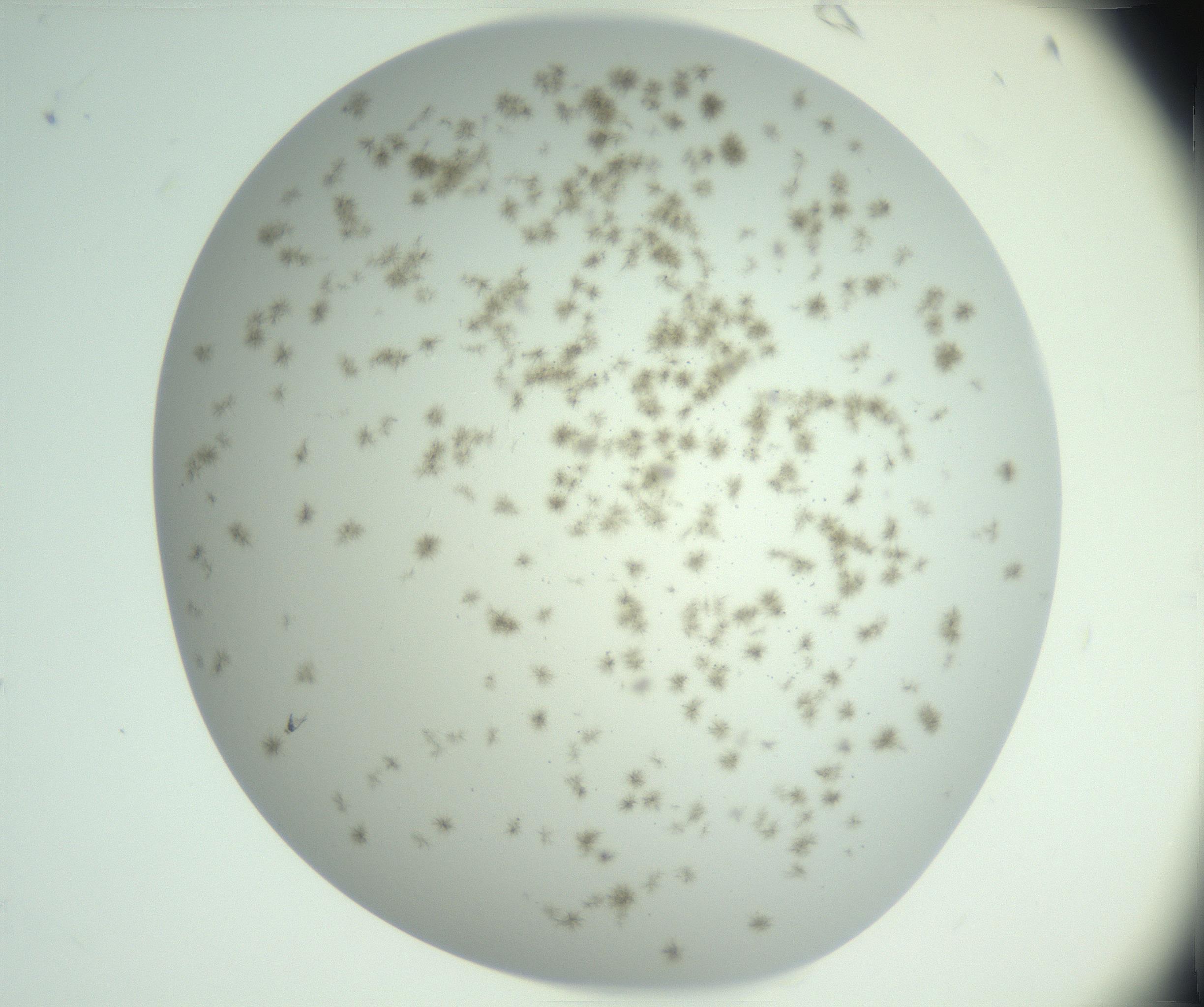 RI01_03_000_0212_Proj1_Clon1_MC_0000MC102890_005_161031_06_02_02_00_99_002_001_RAI.jpg