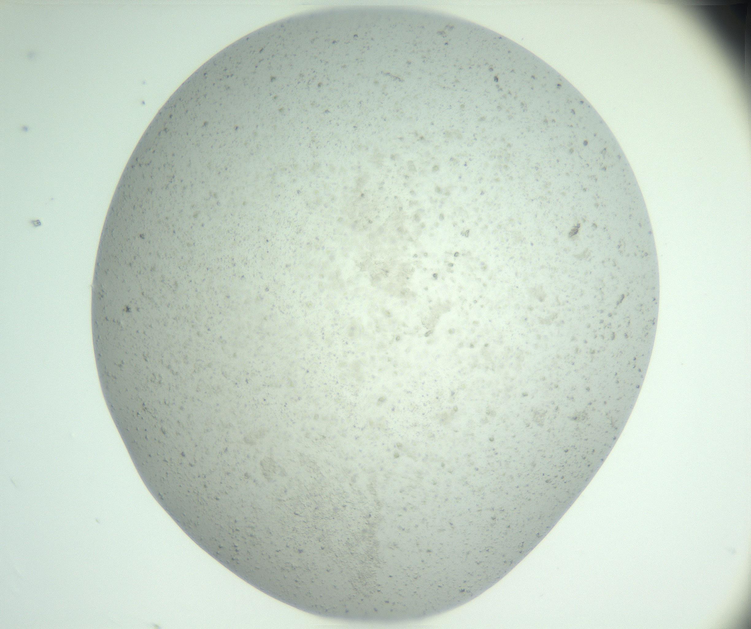 RI01_03_000_0212_Proj1_Clon1_MC_0000MC102890_005_161031_07_03_01_00_99_002_001_RAI.jpg