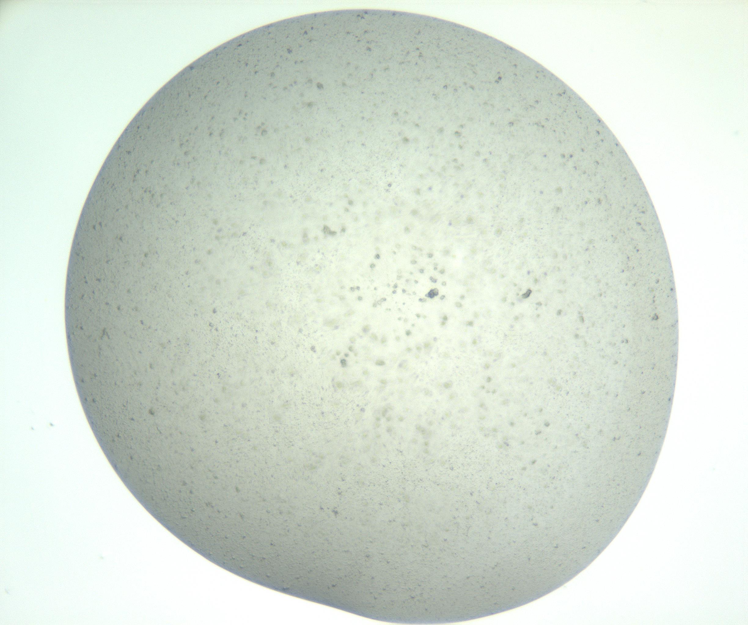 RI01_03_000_0212_Proj1_Clon1_MC_0000MC102890_005_161031_10_04_01_00_99_002_001_RAI.jpg