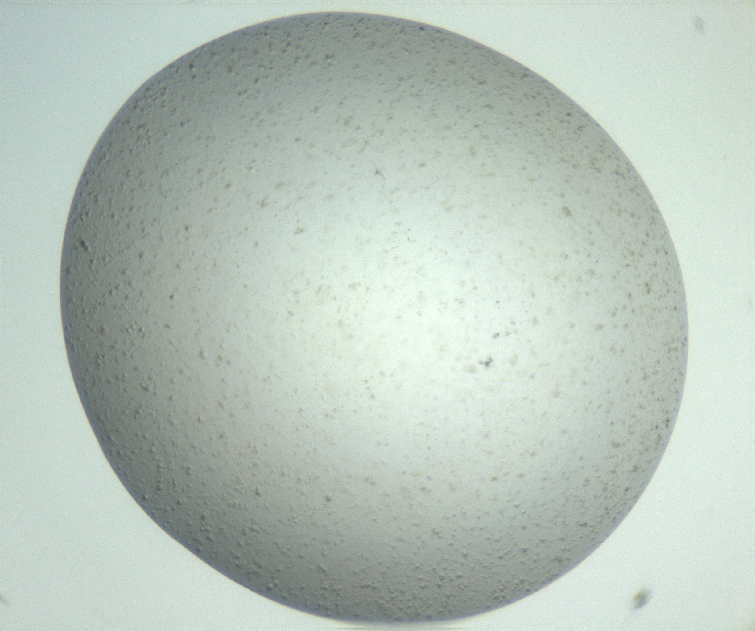 RI01_03_000_0212_Proj1_Clon1_MC_0000MC102890_005_161031_10_06_02_00_99_002_001_RAI.jpg