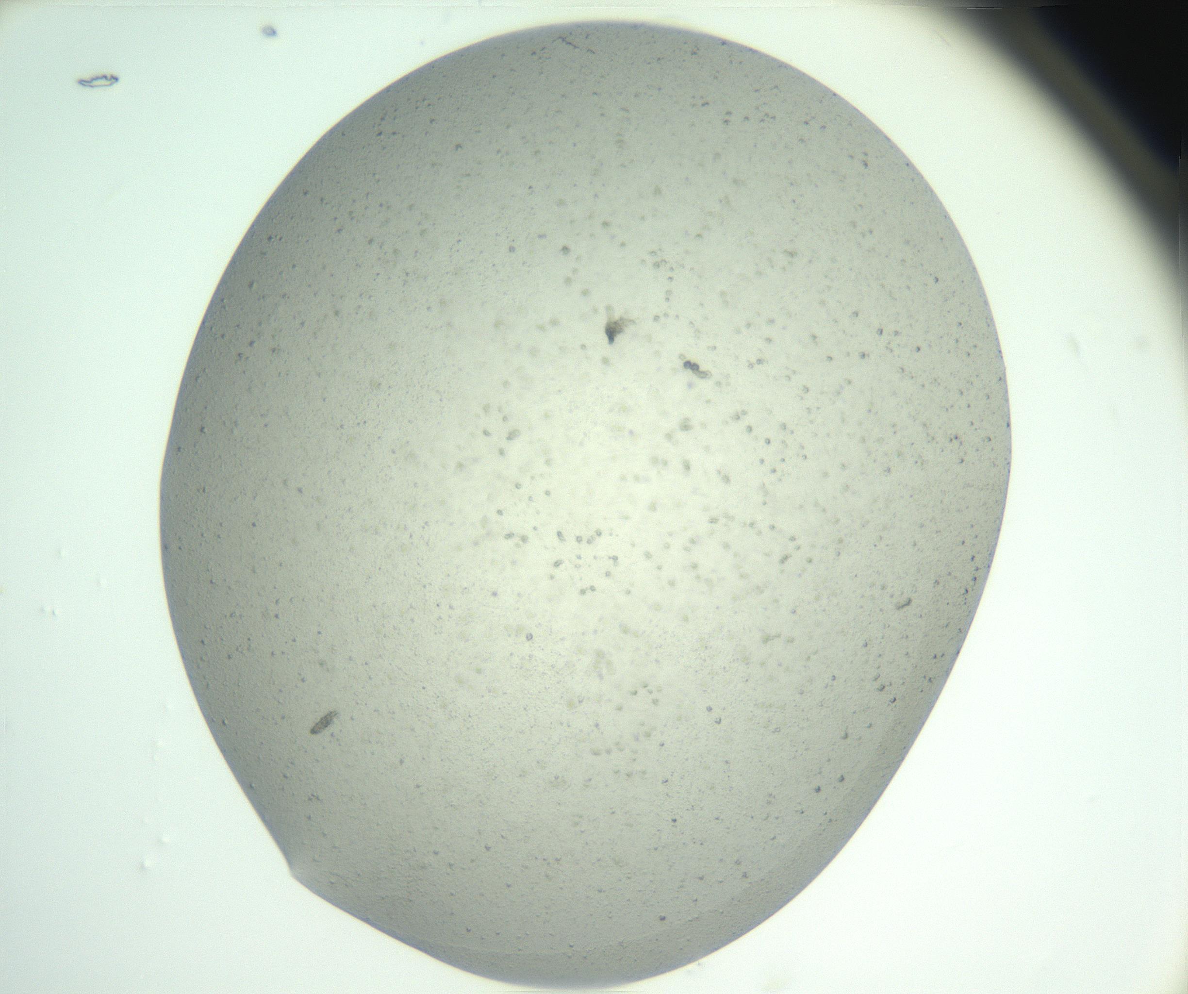 RI01_03_000_0212_Proj1_Clon1_MC_0000MC102890_005_161031_12_05_01_00_99_002_001_RAI.jpg