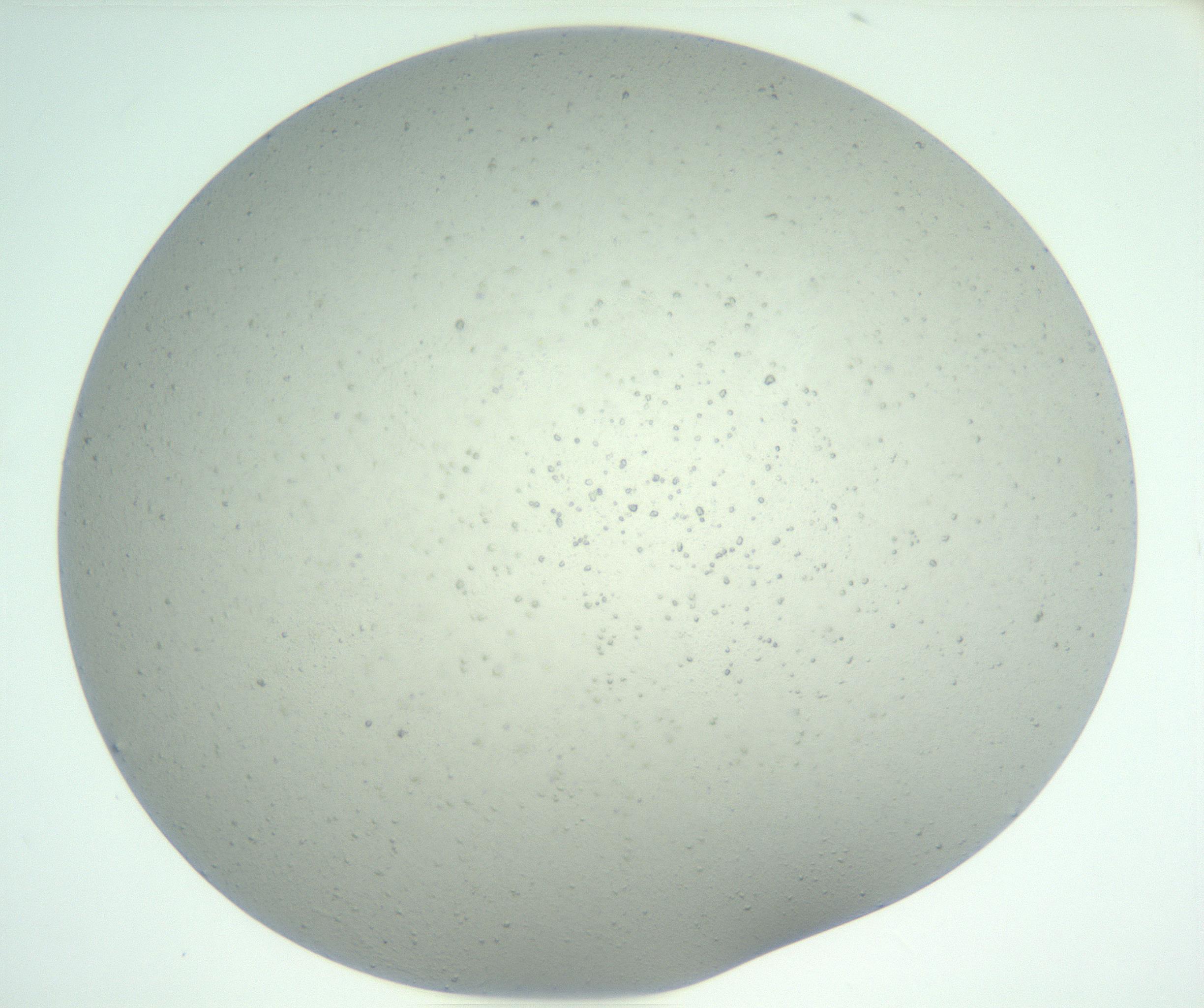 RI01_03_000_0212_Proj1_Clon1_MC_0000MC102890_005_161031_12_07_01_00_99_002_001_RAI.jpg