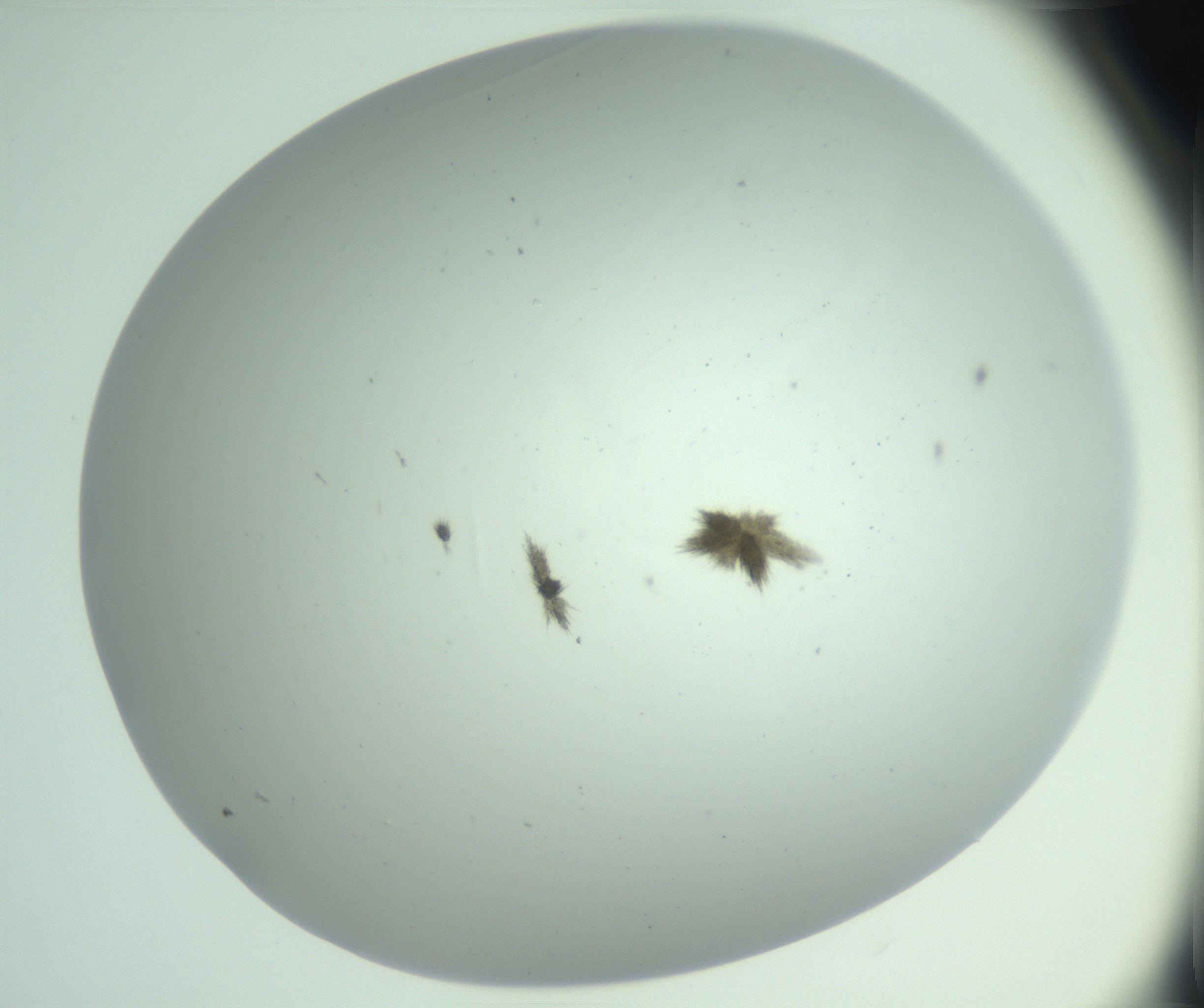 RI01_03_000_0212_Proj1_Clon1_MC_0000MC102890_010_161128_02_06_01_00_99_002_001_RAI.jpg