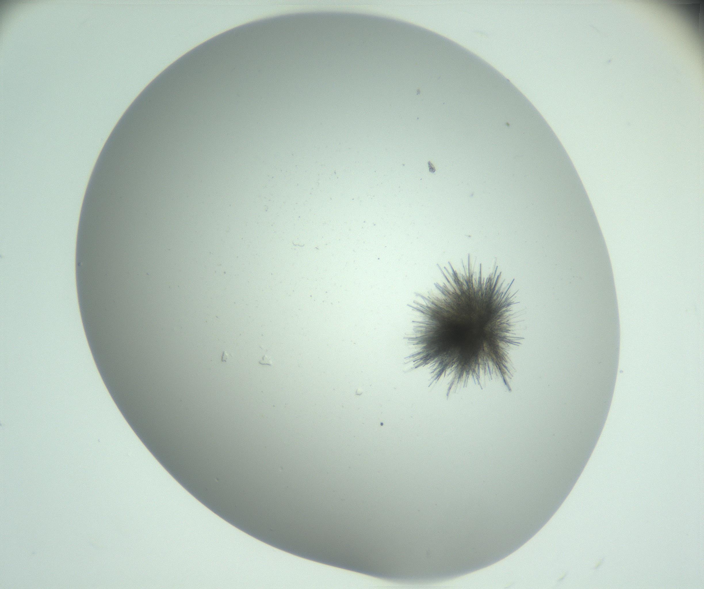 RI01_03_000_0212_Proj1_Clon1_MC_0000MC102890_010_161128_03_04_02_00_99_002_001_RAI.jpg