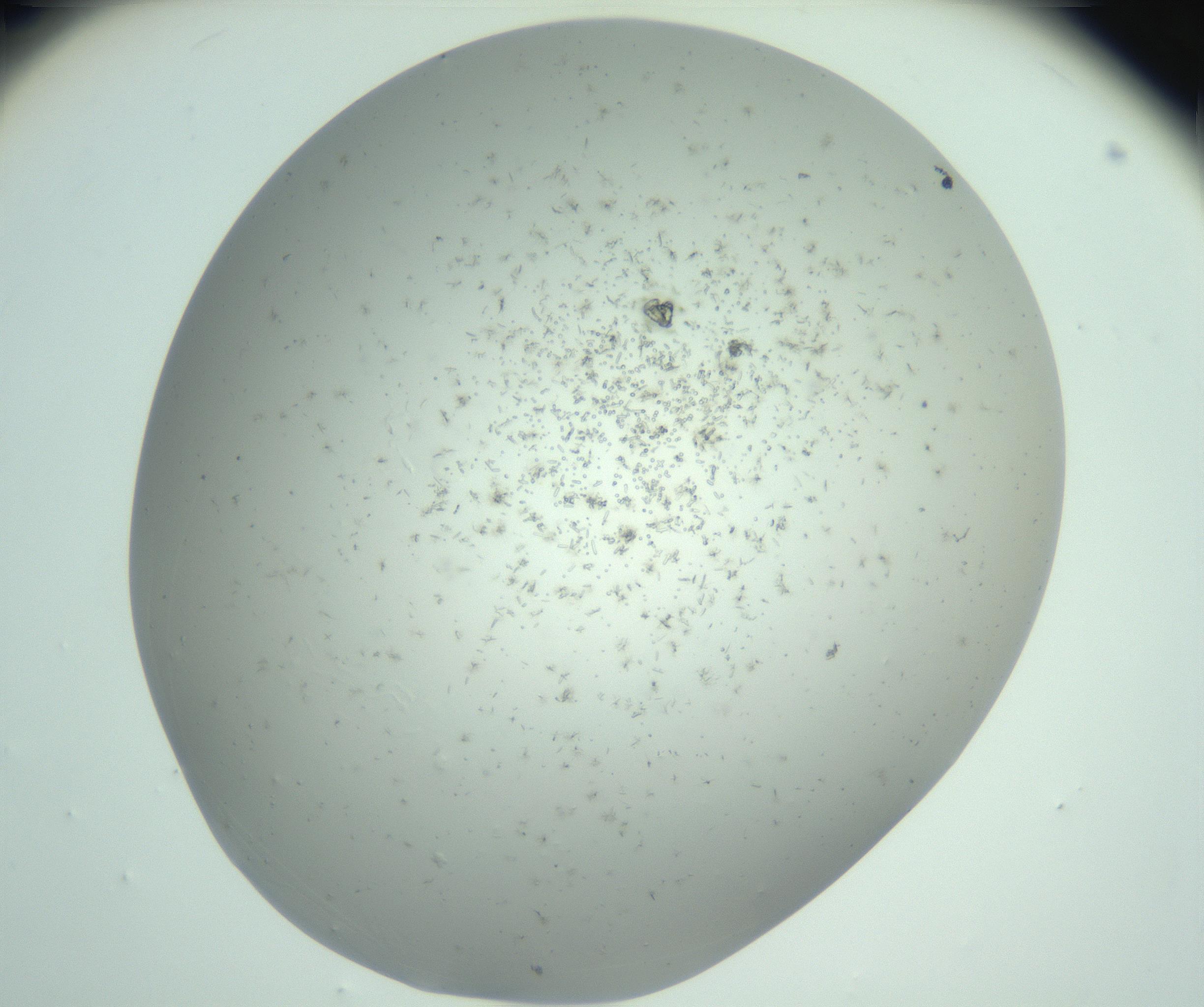 RI01_03_000_0212_Proj1_Clon1_MC_0000MC102890_010_161128_12_08_02_00_99_002_001_RAI.jpg