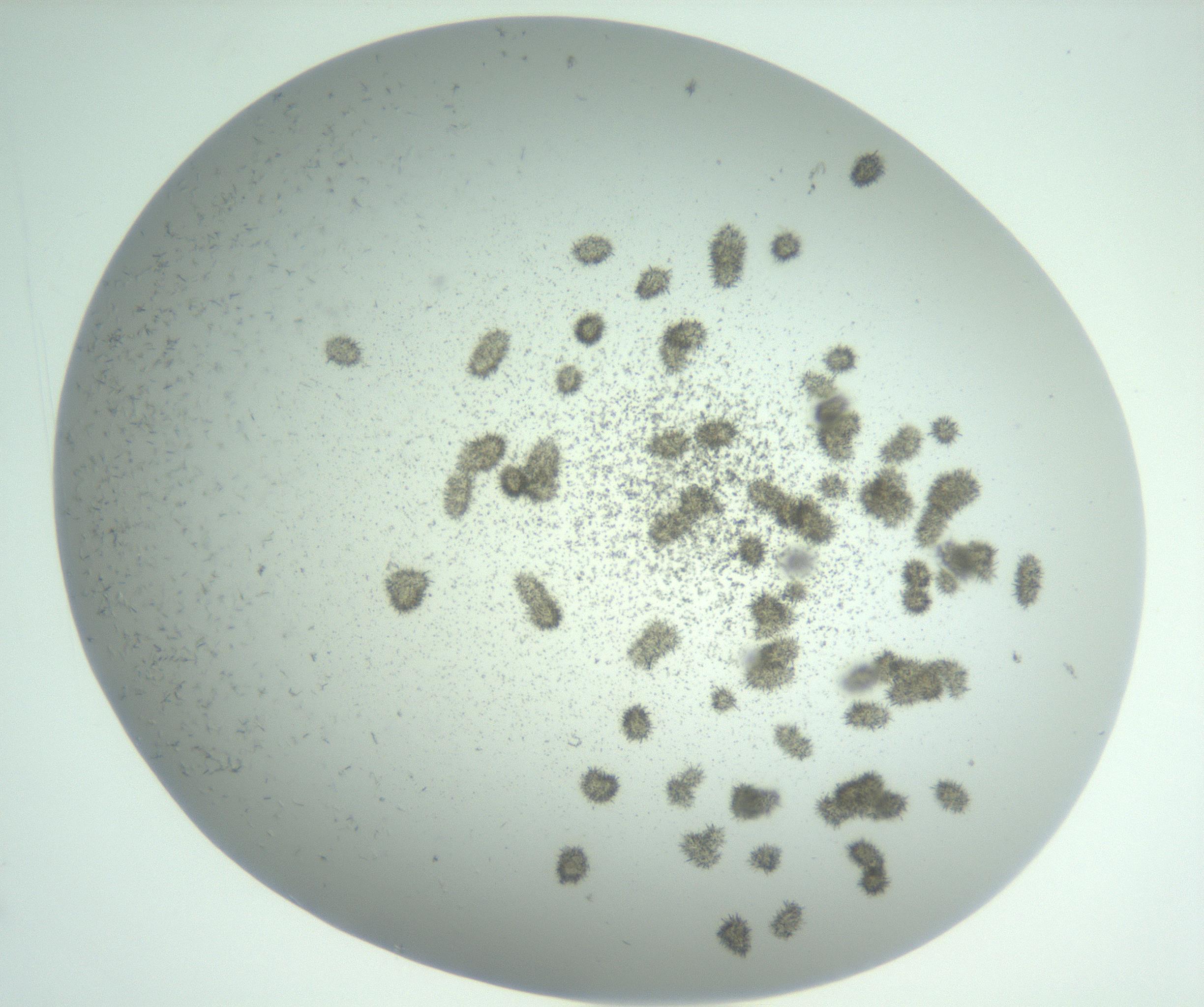 RI01_03_000_0212_Proj1_Clon1_MC_0000MC102891_003_161027_02_06_02_00_99_002_001_RAI.jpg