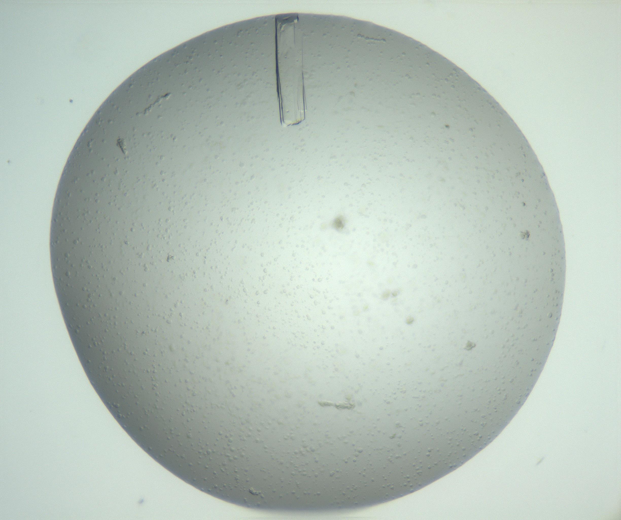 RI01_03_000_0212_Proj1_Clon1_MC_0000MC102891_003_161027_07_03_02_00_99_002_001_RAI.jpg