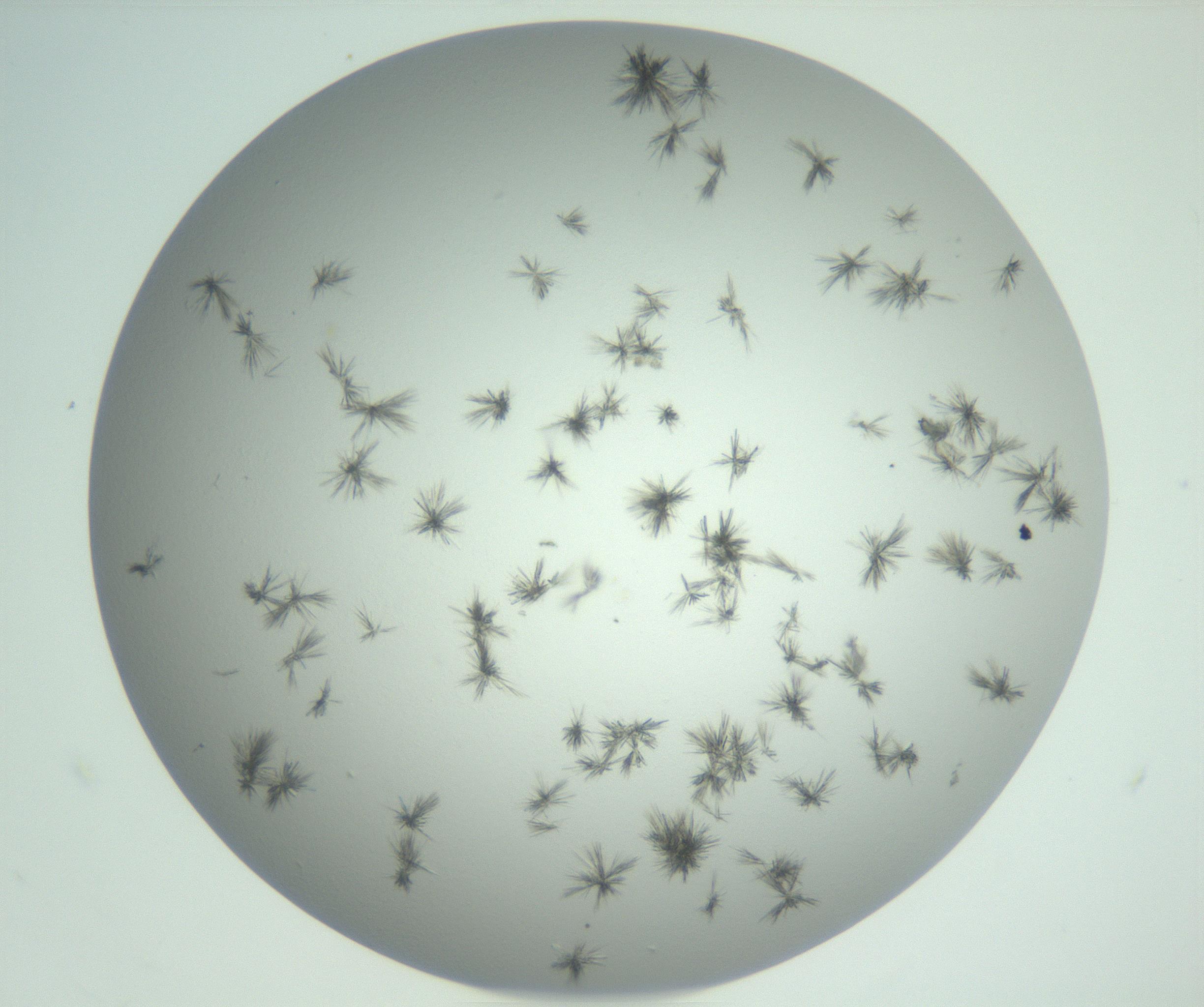 RI01_03_000_0212_Proj1_Clon1_MC_0000MC102891_003_161027_10_04_02_00_99_002_001_RAI.jpg