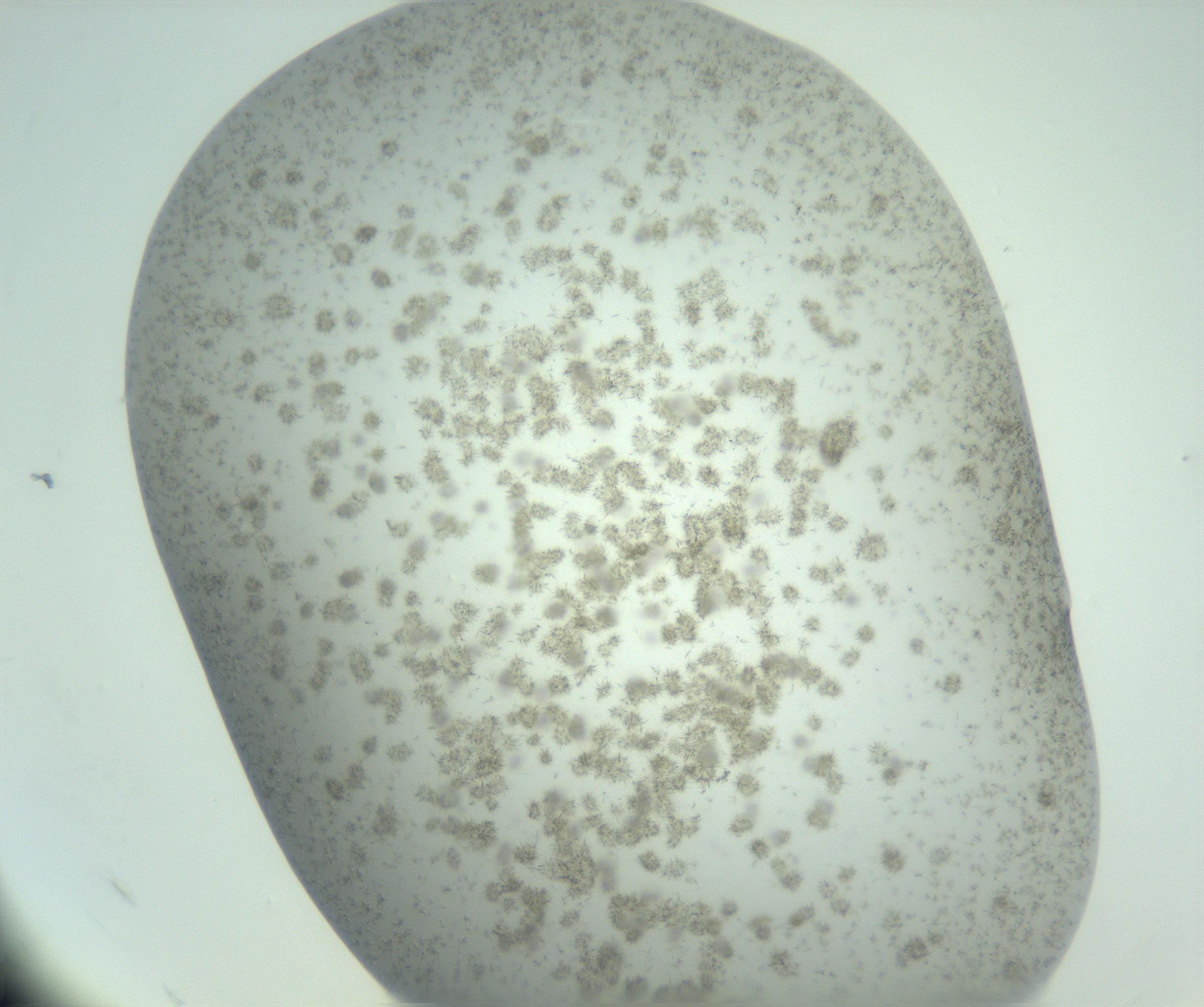 RI01_03_000_0212_Proj1_Clon1_MC_0000MC102891_003_161027_12_08_02_00_99_002_001_RAI.jpg