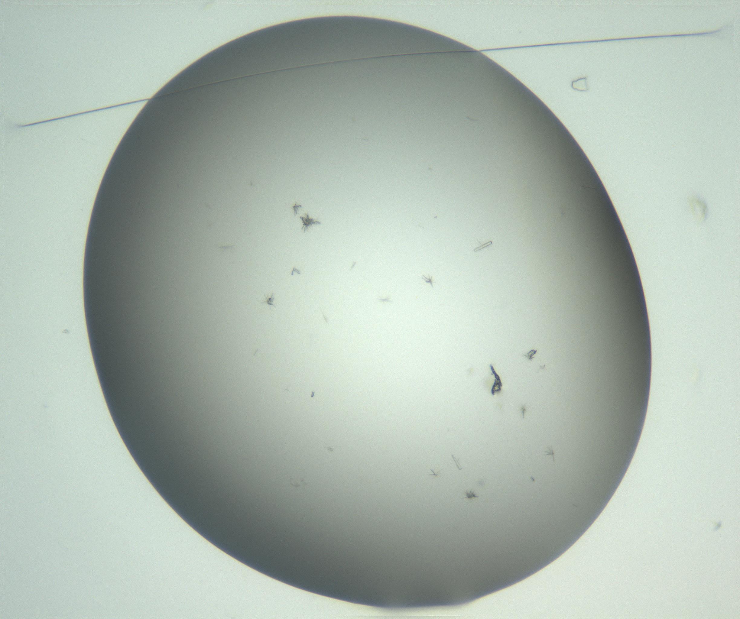 RI01_03_000_0212_Proj1_Clon1_MC_0000MC102891_005_161031_01_01_01_00_99_002_001_RAI.jpg