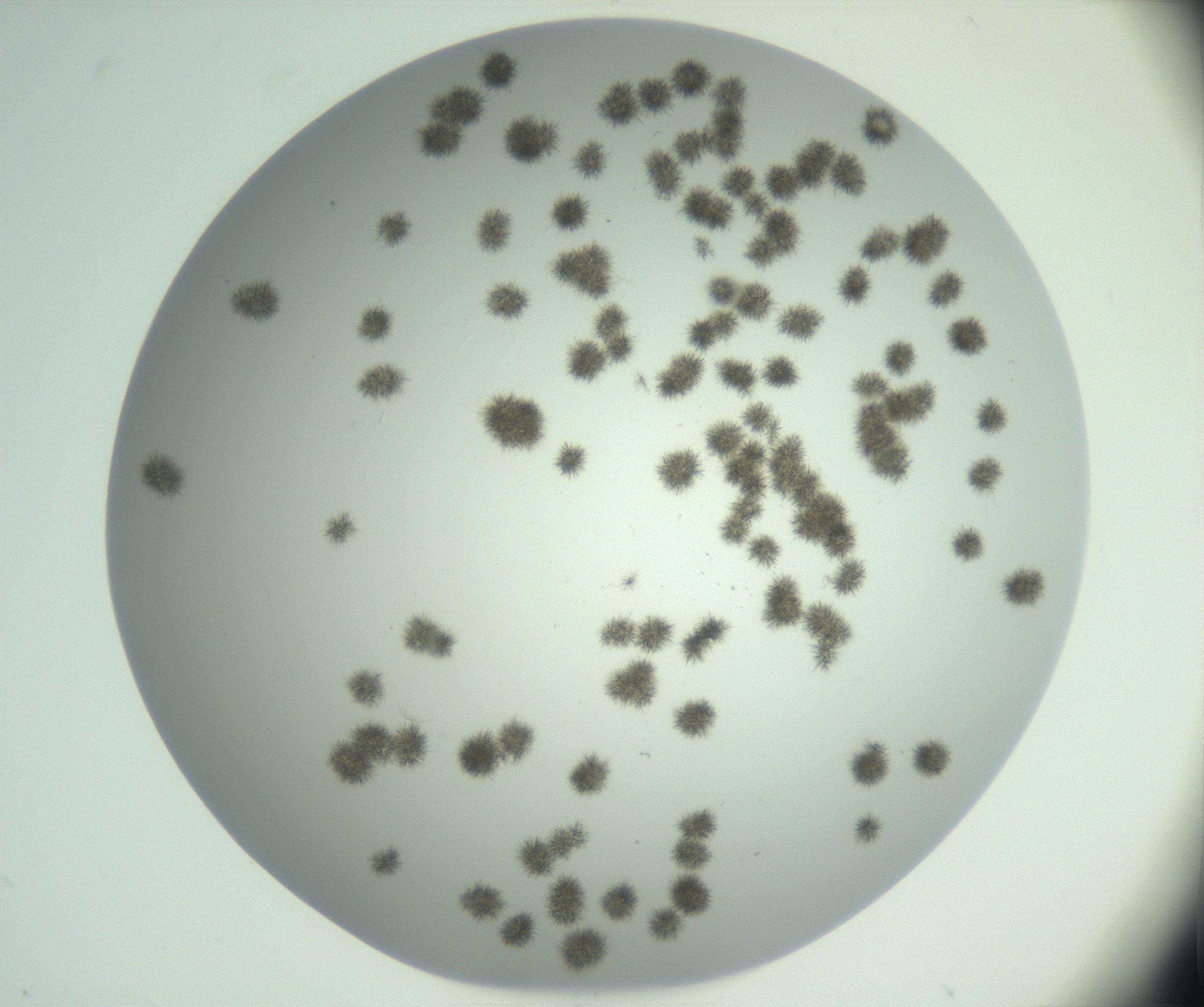 RI01_03_000_0212_Proj1_Clon1_MC_0000MC102891_005_161031_06_02_02_00_99_002_001_RAI.jpg