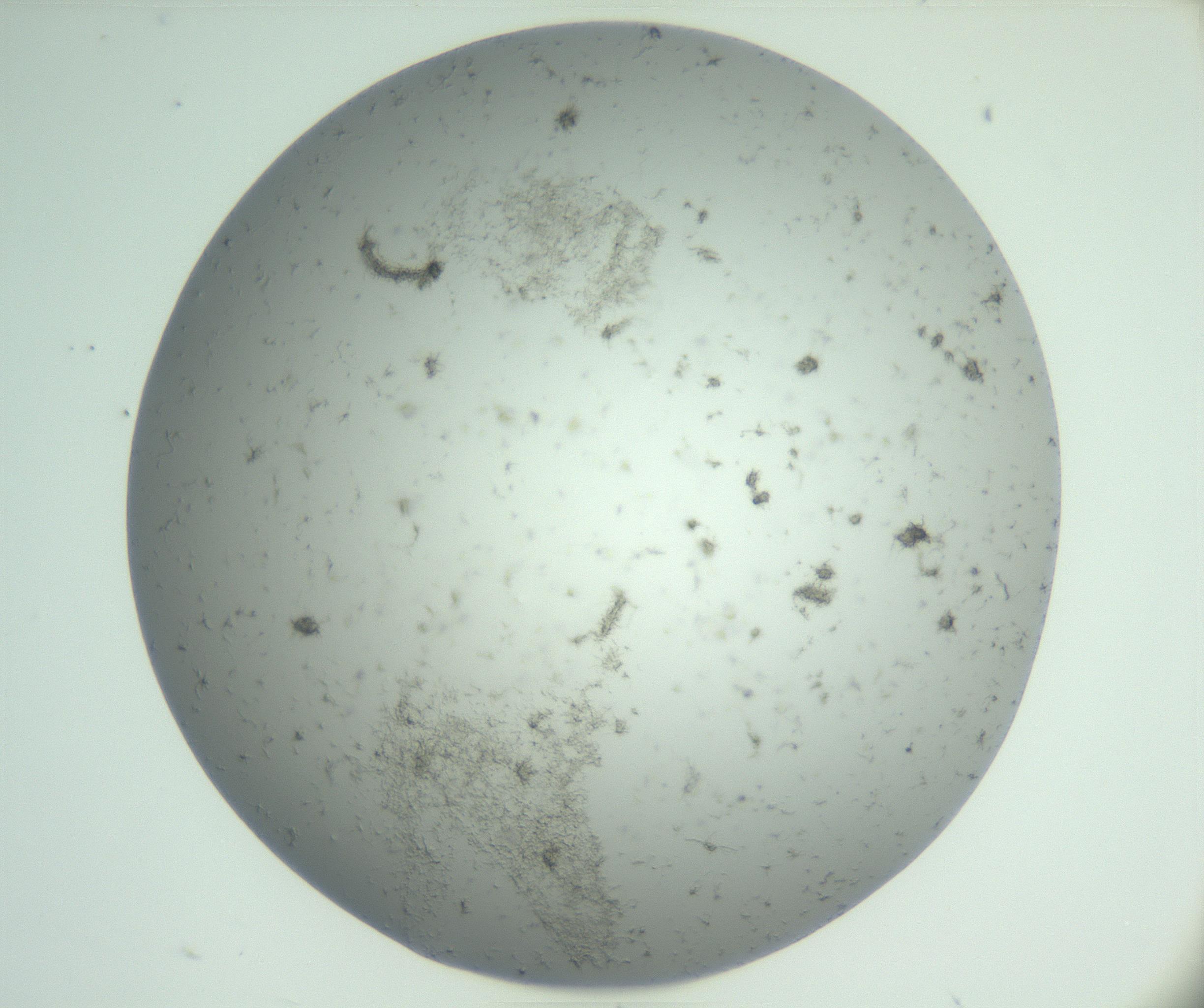RI01_03_000_0212_Proj1_Clon1_MC_0000MC102891_005_161031_07_03_01_00_99_002_001_RAI.jpg