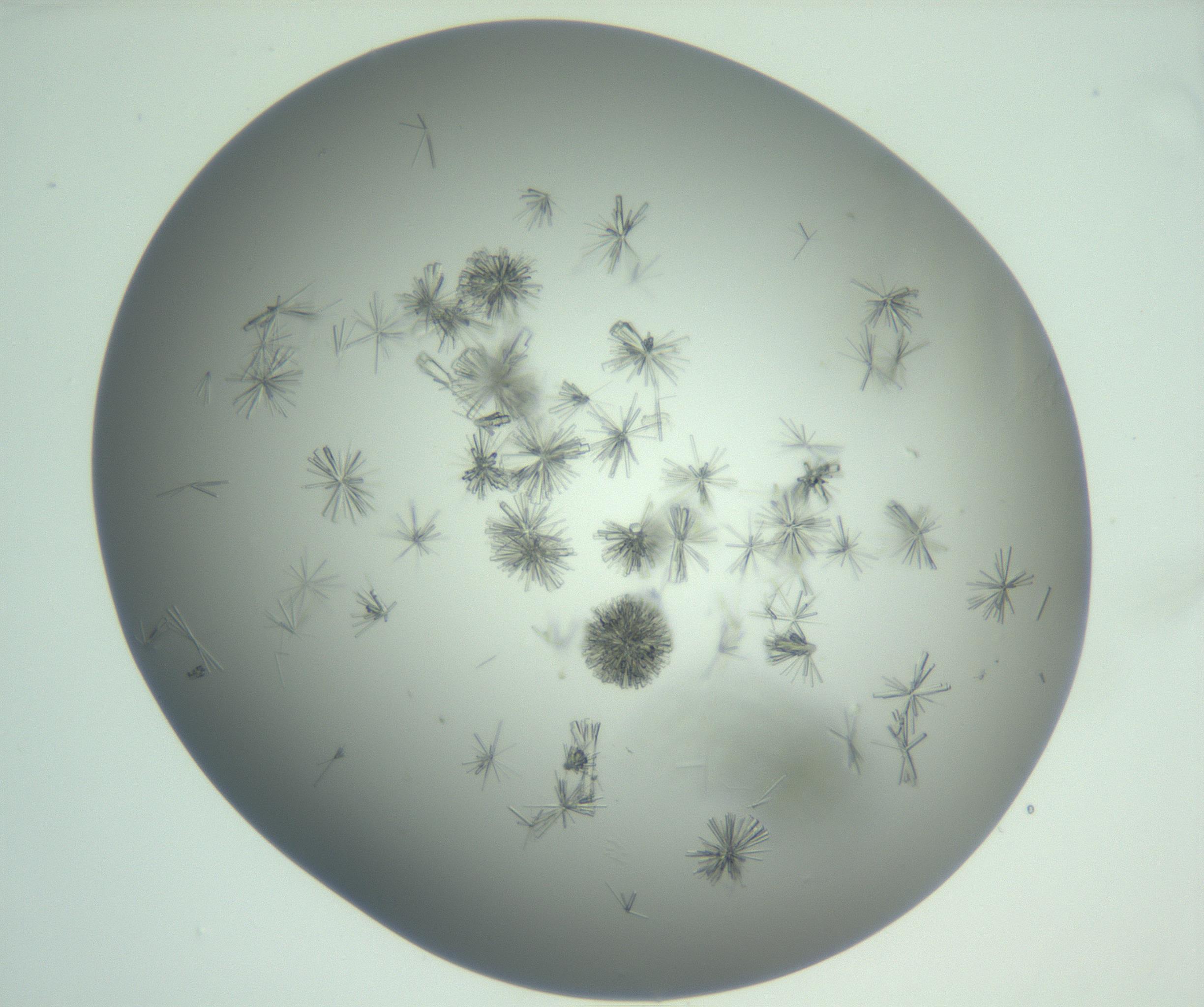 RI01_03_000_0212_Proj1_Clon1_MC_0000MC102891_010_161128_01_04_01_00_99_002_001_RAI.jpg