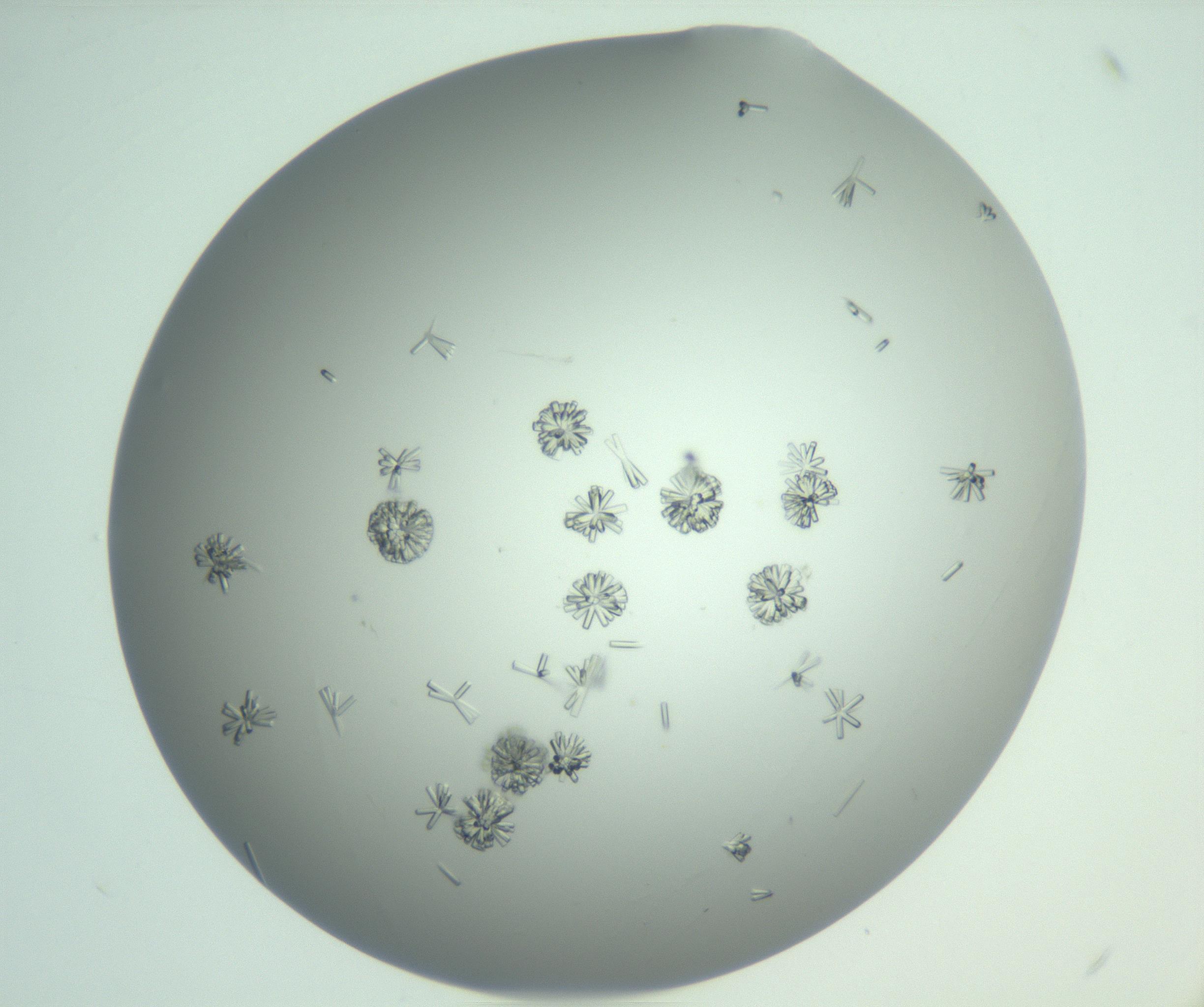 RI01_03_000_0212_Proj1_Clon1_MC_0000MC102891_010_161128_03_08_01_00_99_002_001_RAI.jpg