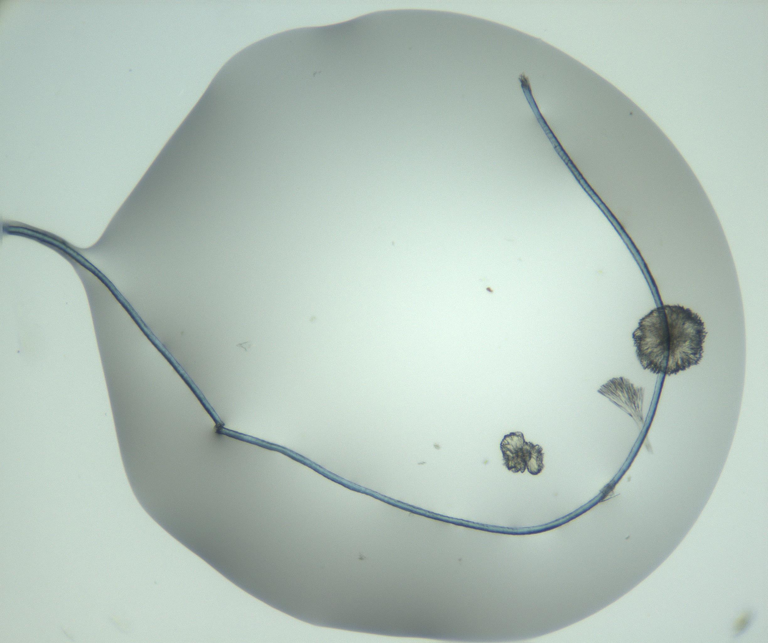 RI01_03_000_0212_Proj1_Clon1_MC_0000MC102891_010_161128_10_06_02_00_99_002_001_RAI.jpg