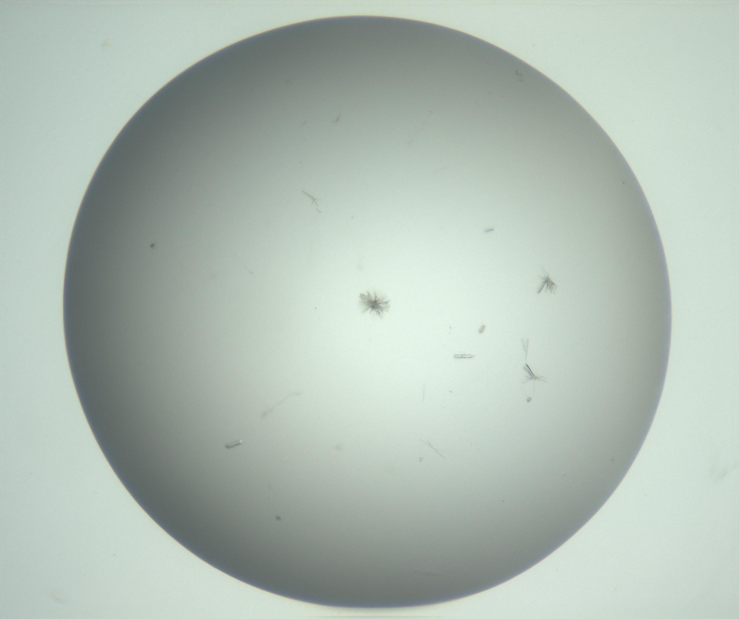 RI01_03_000_0212_Proj1_Clon1_MC_0000MC102891_010_161128_11_04_01_00_99_002_001_RAI.jpg