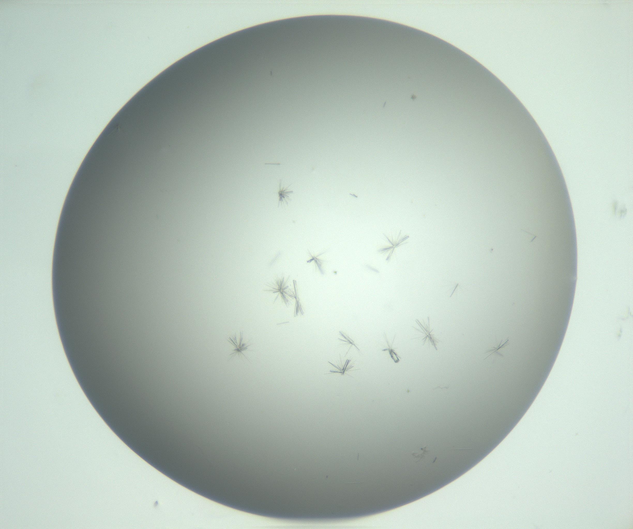 RI01_03_000_0212_Proj1_Clon1_MC_0000MC102891_010_161128_11_05_01_00_99_002_001_RAI.jpg