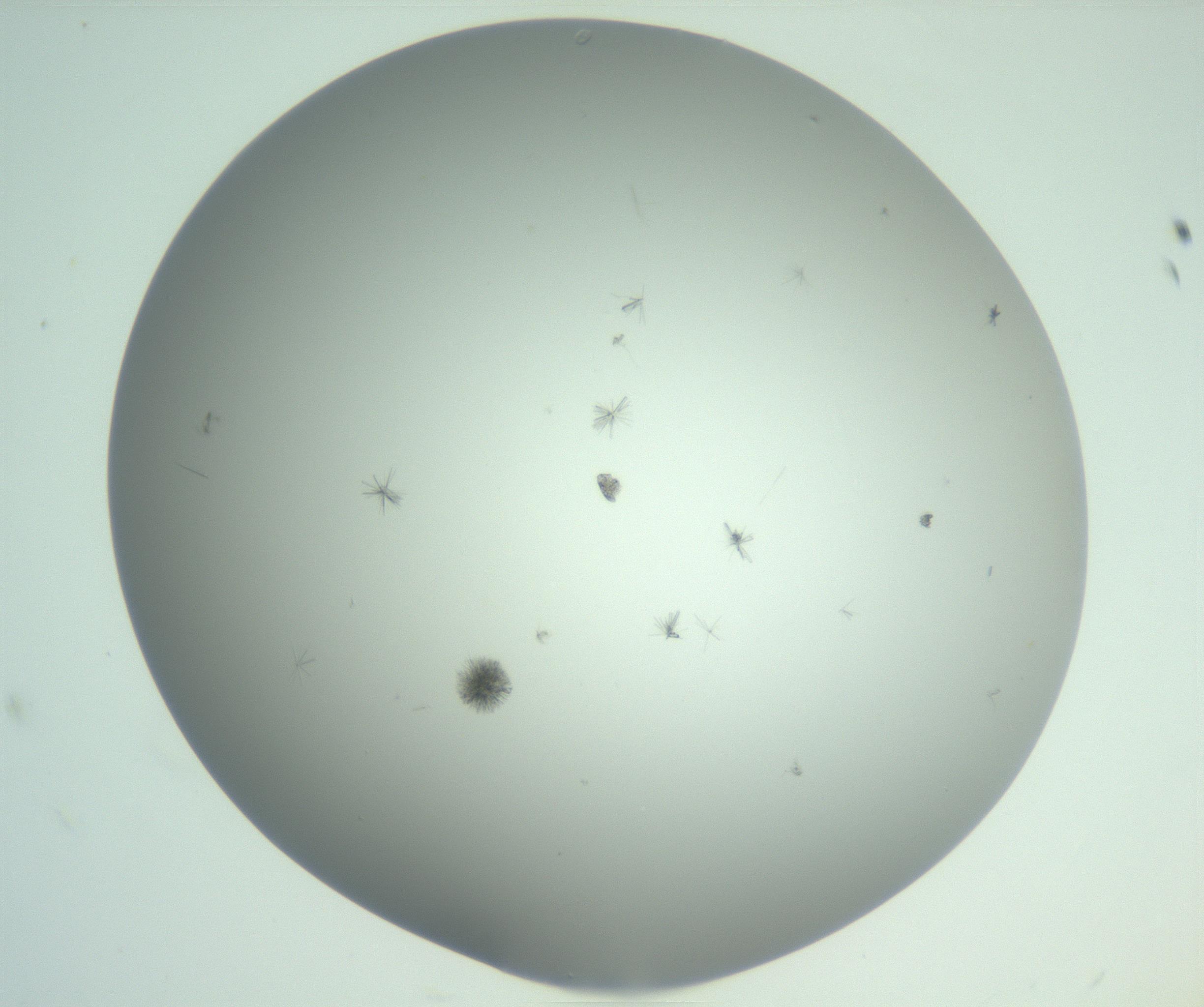 RI01_03_000_0212_Proj1_Clon1_MC_0000MC102891_010_161128_12_02_01_00_99_002_001_RAI.jpg