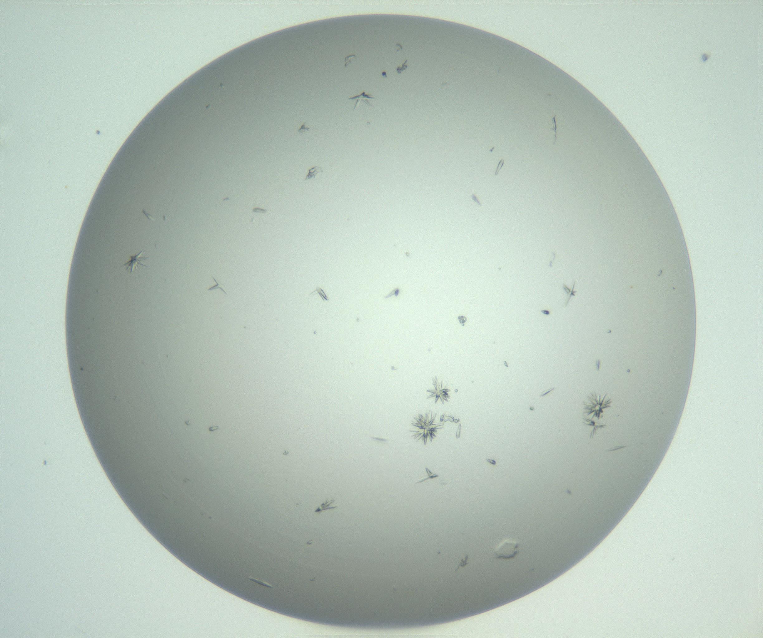 RI01_03_000_0212_Proj1_Clon1_MC_0000MC102891_010_161128_12_04_01_00_99_002_001_RAI.jpg