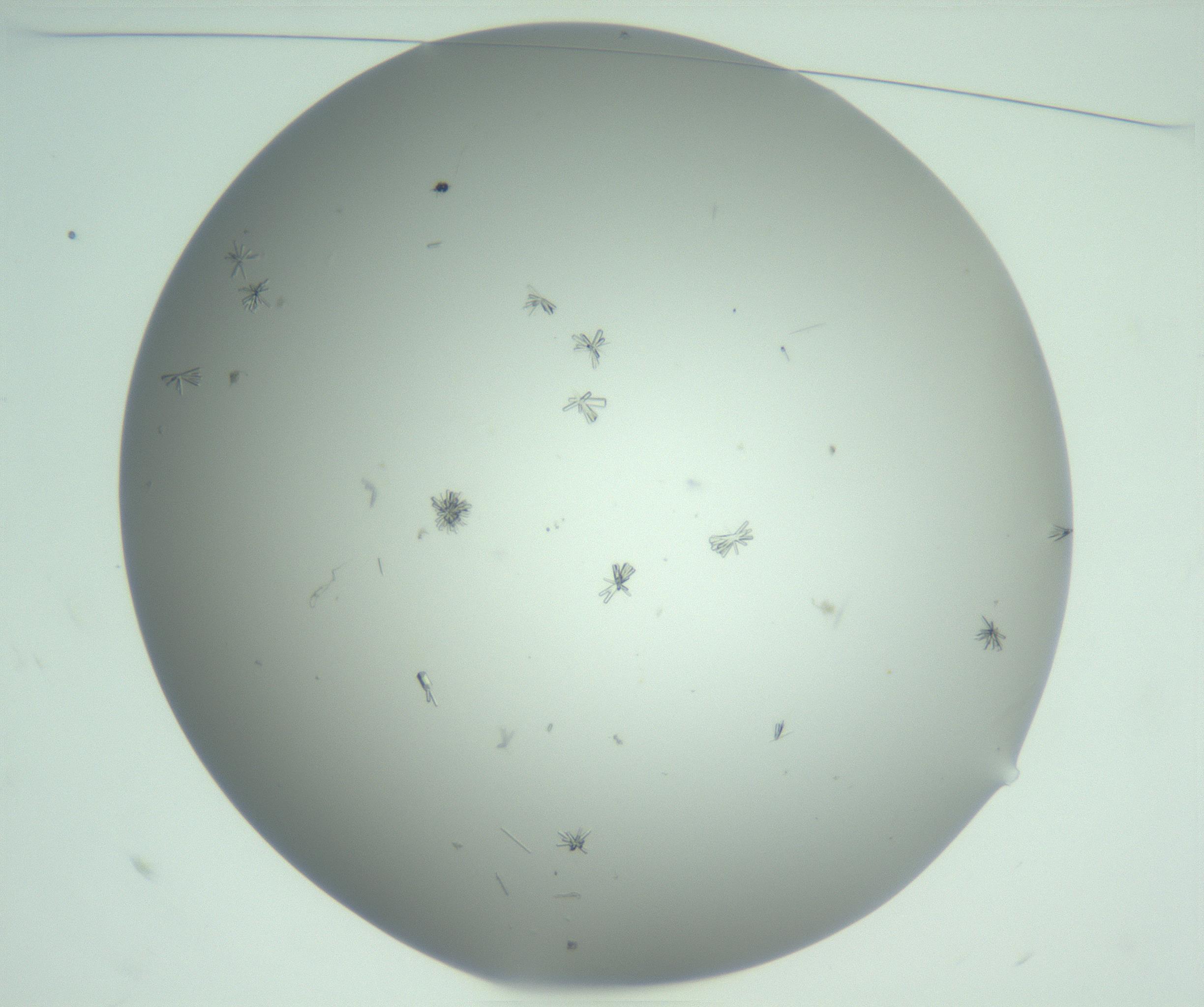 RI01_03_000_0212_Proj1_Clon1_MC_0000MC102891_011_161205_10_01_01_00_99_002_001_RAI.jpg
