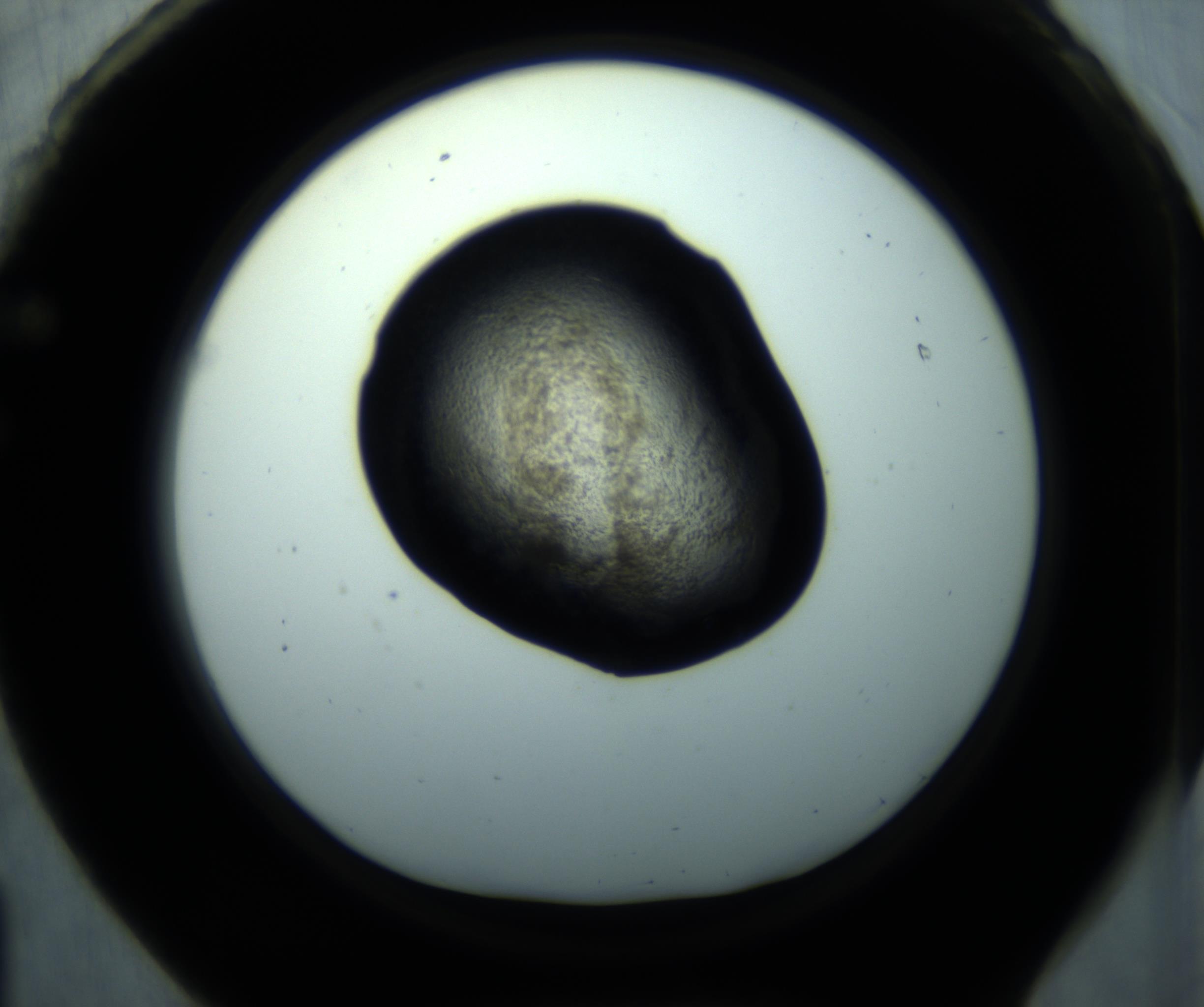 RI01_03_000_0212_Proj1_Clon1_MC_0000MC102892_001_161024_01_06_01_00_98_002_001_RAI.jpg
