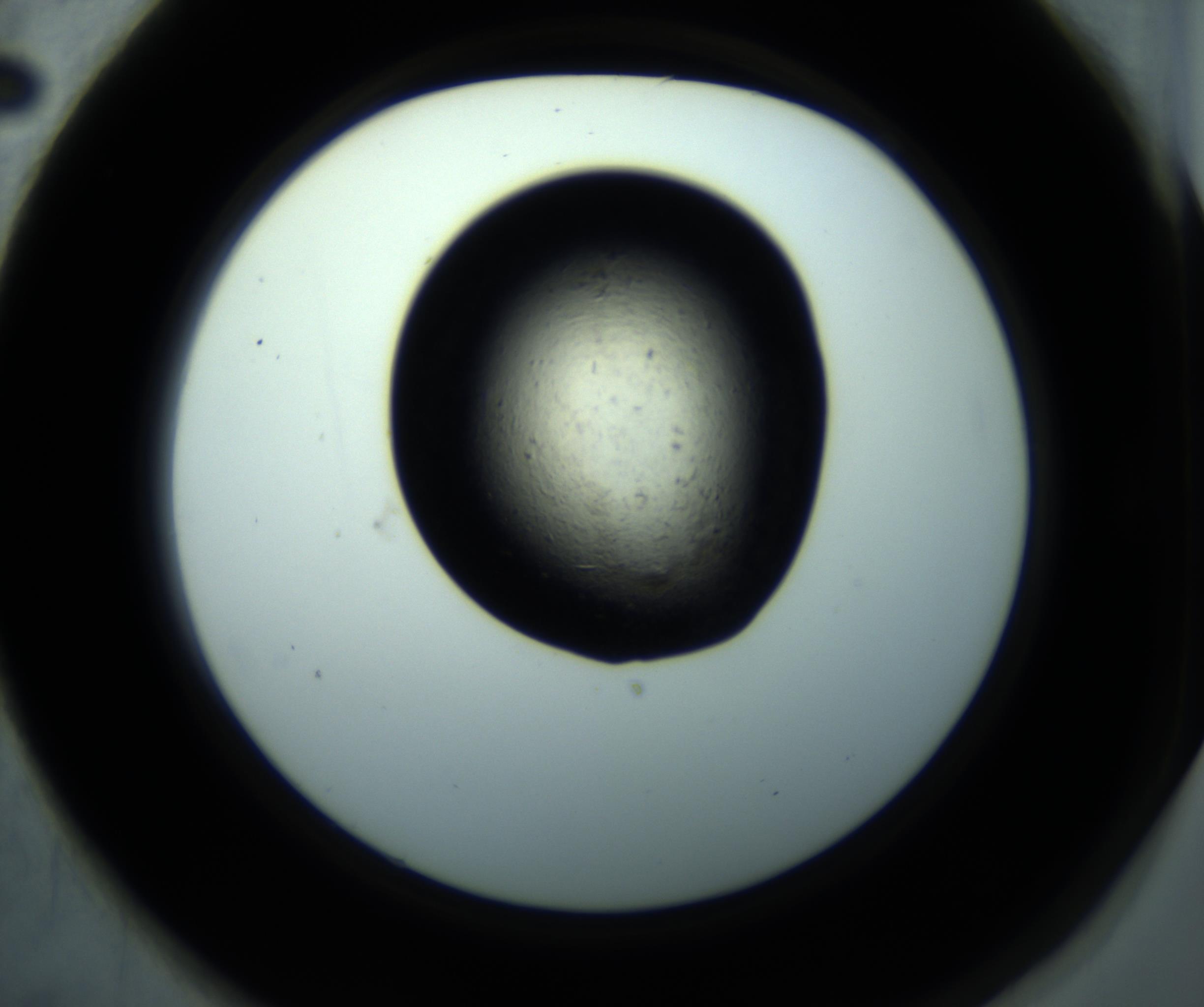 RI01_03_000_0212_Proj1_Clon1_MC_0000MC102892_001_161024_02_06_02_00_98_002_001_RAI.jpg
