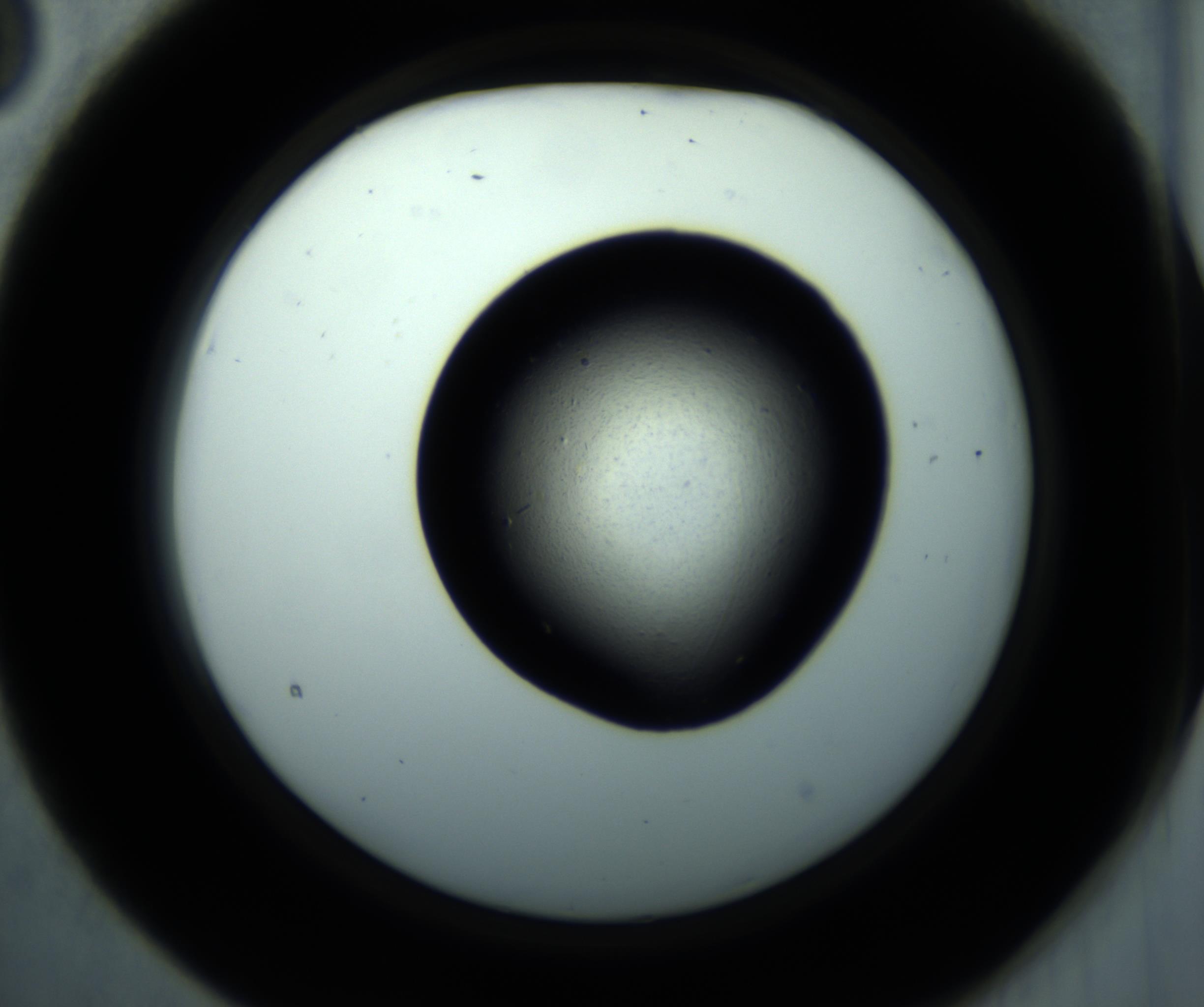 RI01_03_000_0212_Proj1_Clon1_MC_0000MC102892_001_161024_03_02_02_00_98_002_001_RAI.jpg