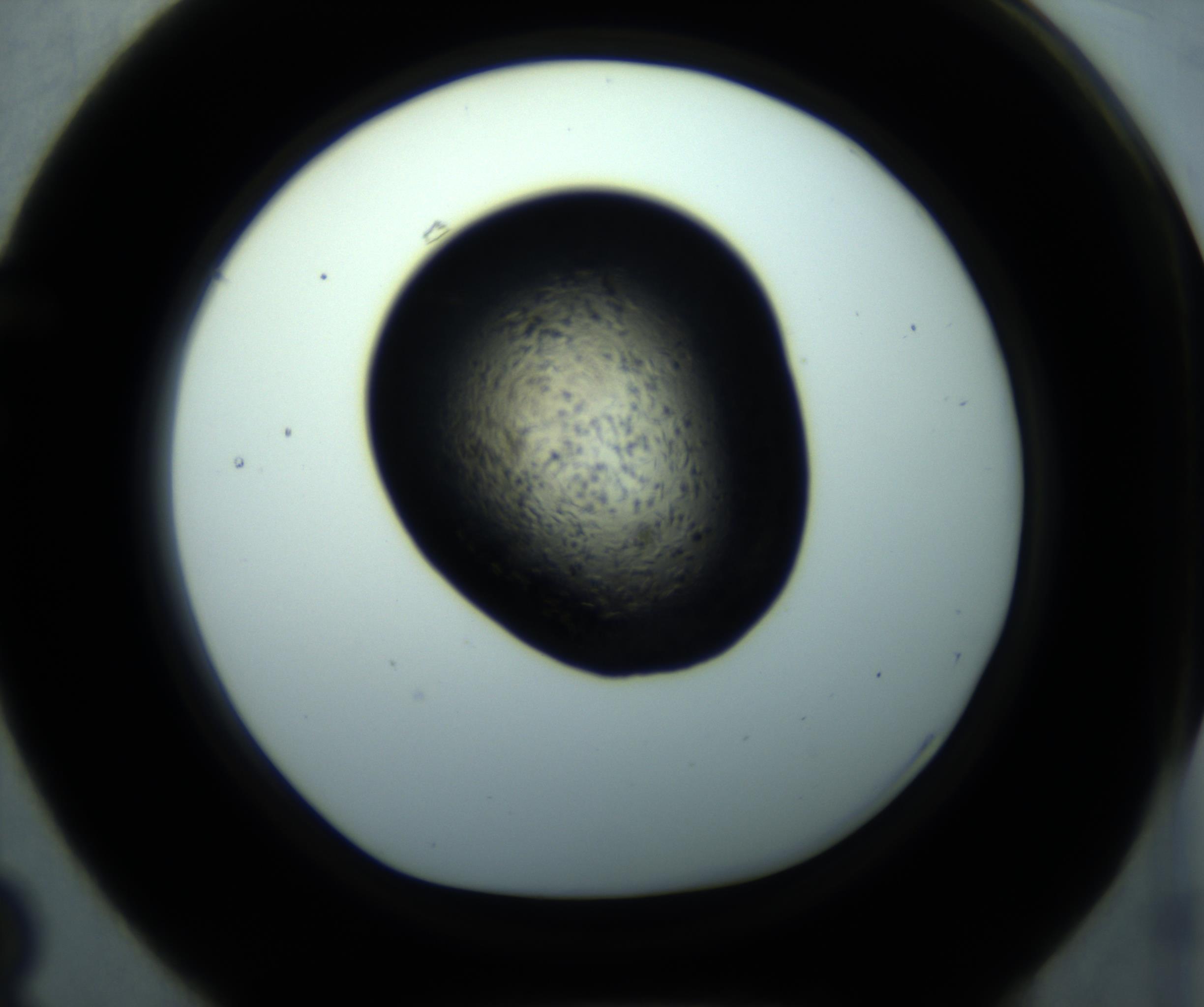 RI01_03_000_0212_Proj1_Clon1_MC_0000MC102892_001_161024_03_06_01_00_98_002_001_RAI.jpg