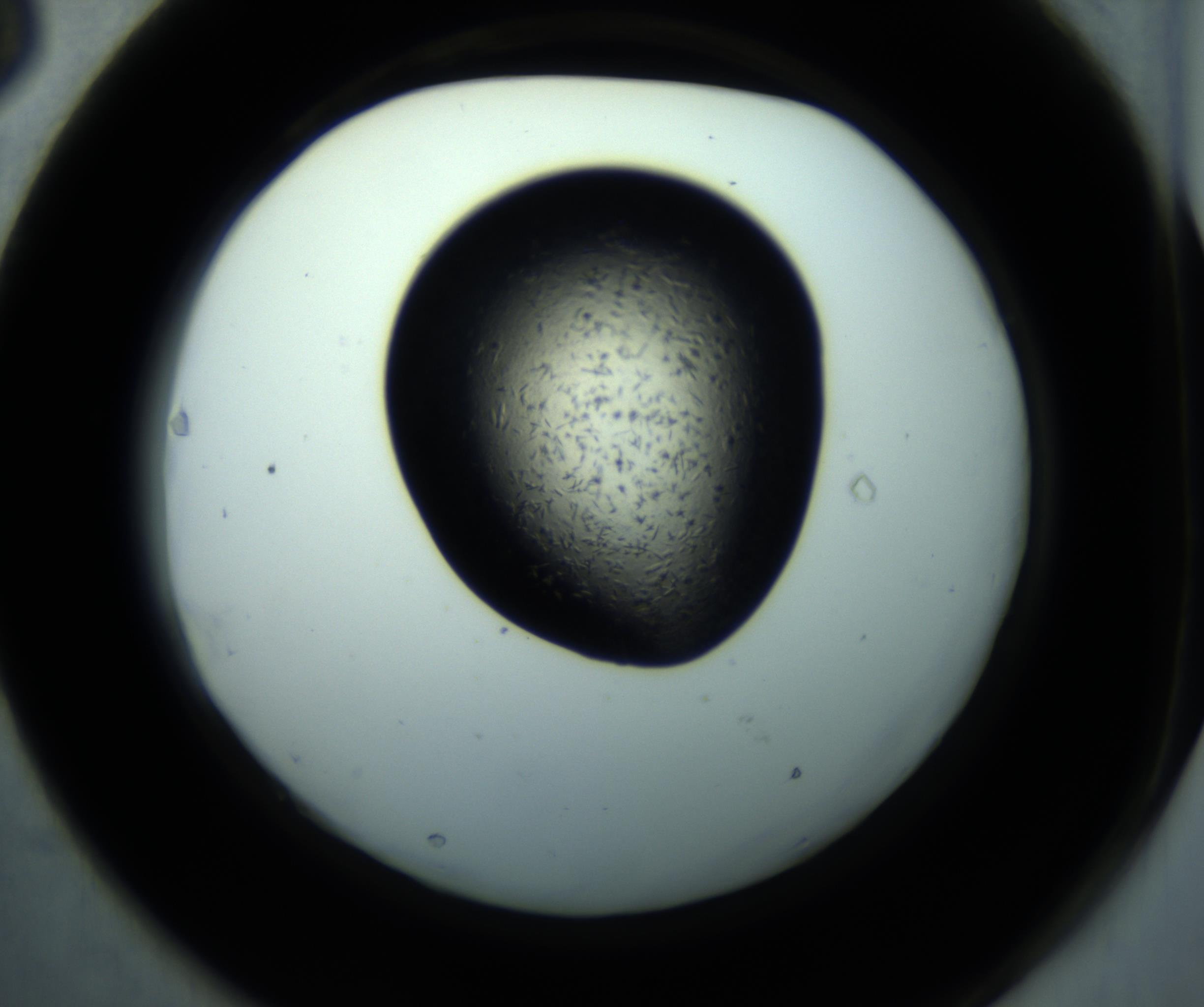 RI01_03_000_0212_Proj1_Clon1_MC_0000MC102892_001_161024_03_06_02_00_98_002_001_RAI.jpg