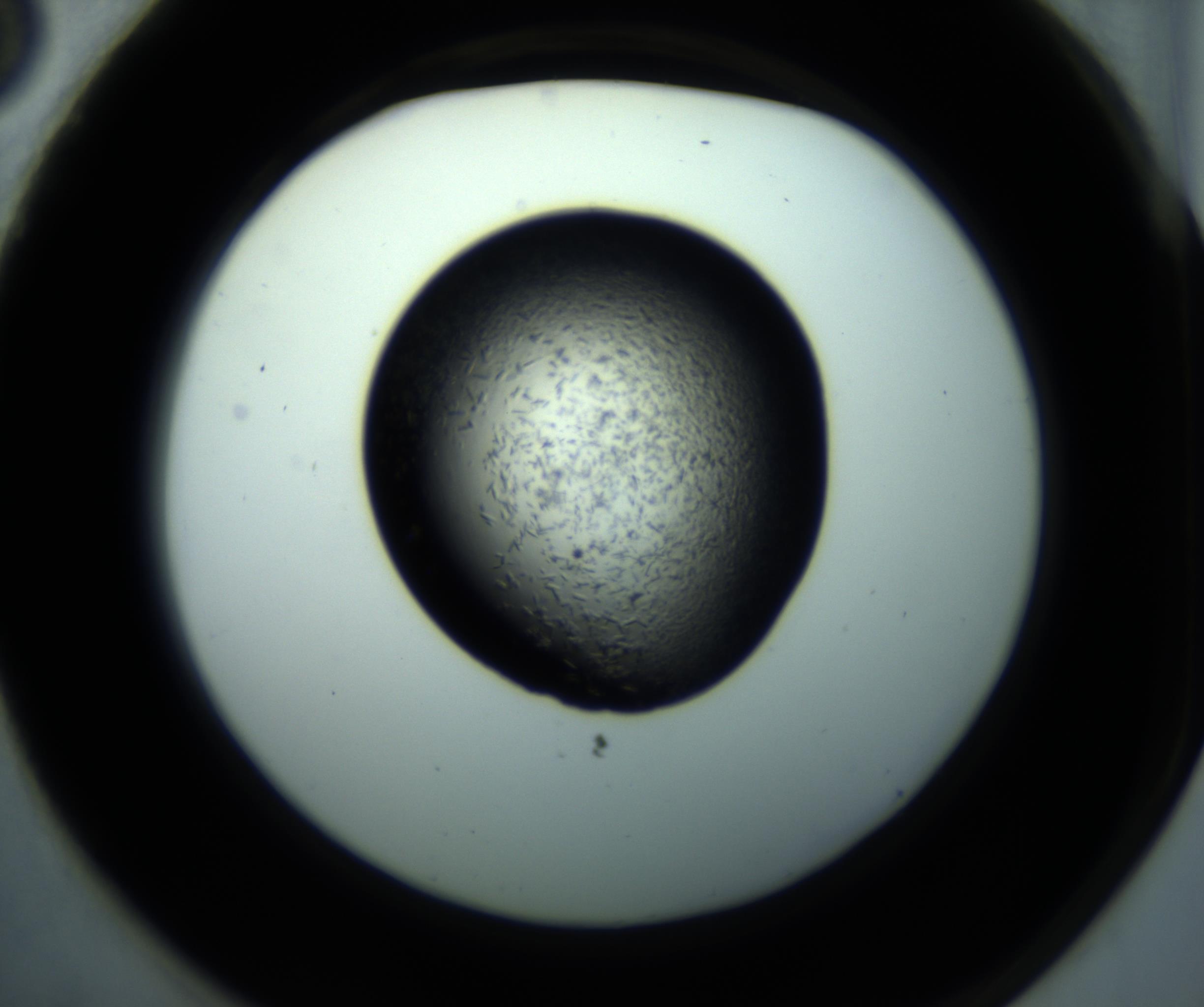 RI01_03_000_0212_Proj1_Clon1_MC_0000MC102892_001_161024_03_07_02_00_98_002_001_RAI.jpg