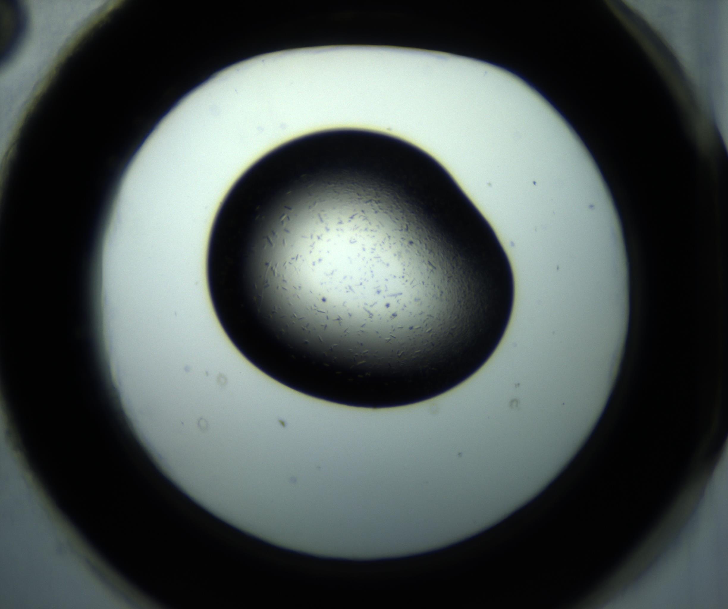 RI01_03_000_0212_Proj1_Clon1_MC_0000MC102892_001_161024_03_08_02_00_98_002_001_RAI.jpg