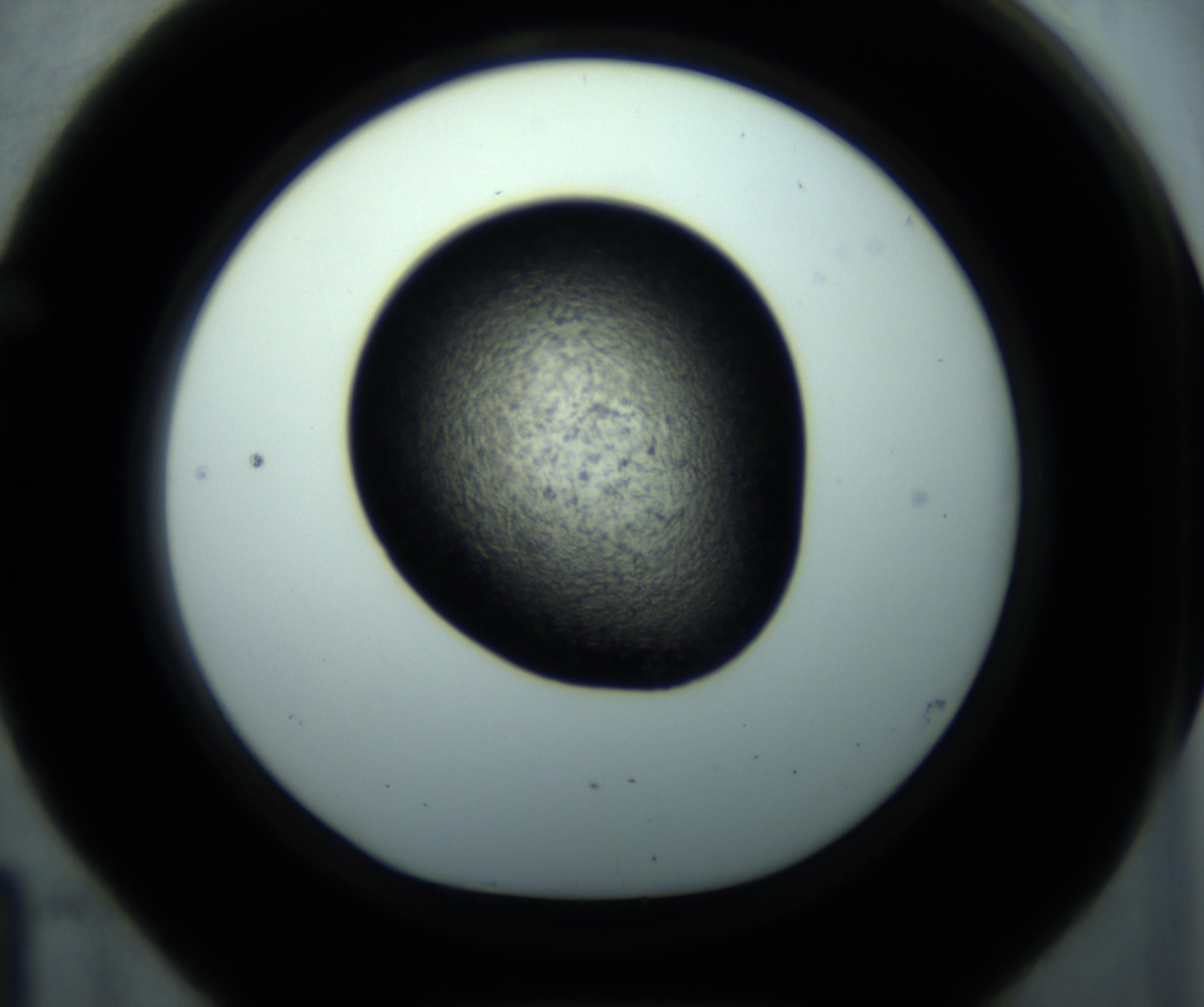 RI01_03_000_0212_Proj1_Clon1_MC_0000MC102892_001_161024_04_05_01_00_98_002_001_RAI.jpg