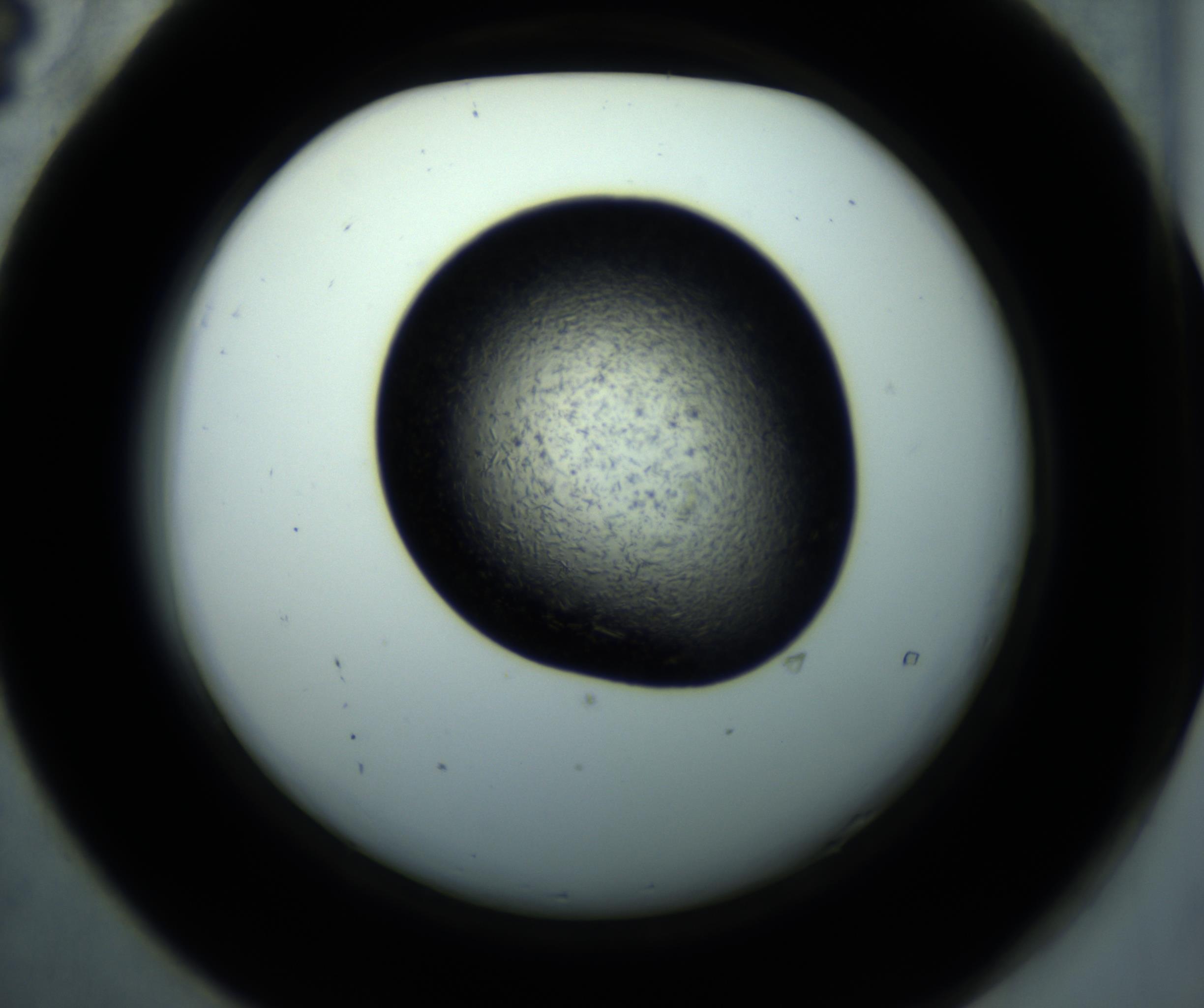 RI01_03_000_0212_Proj1_Clon1_MC_0000MC102892_001_161024_04_05_02_00_98_002_001_RAI.jpg