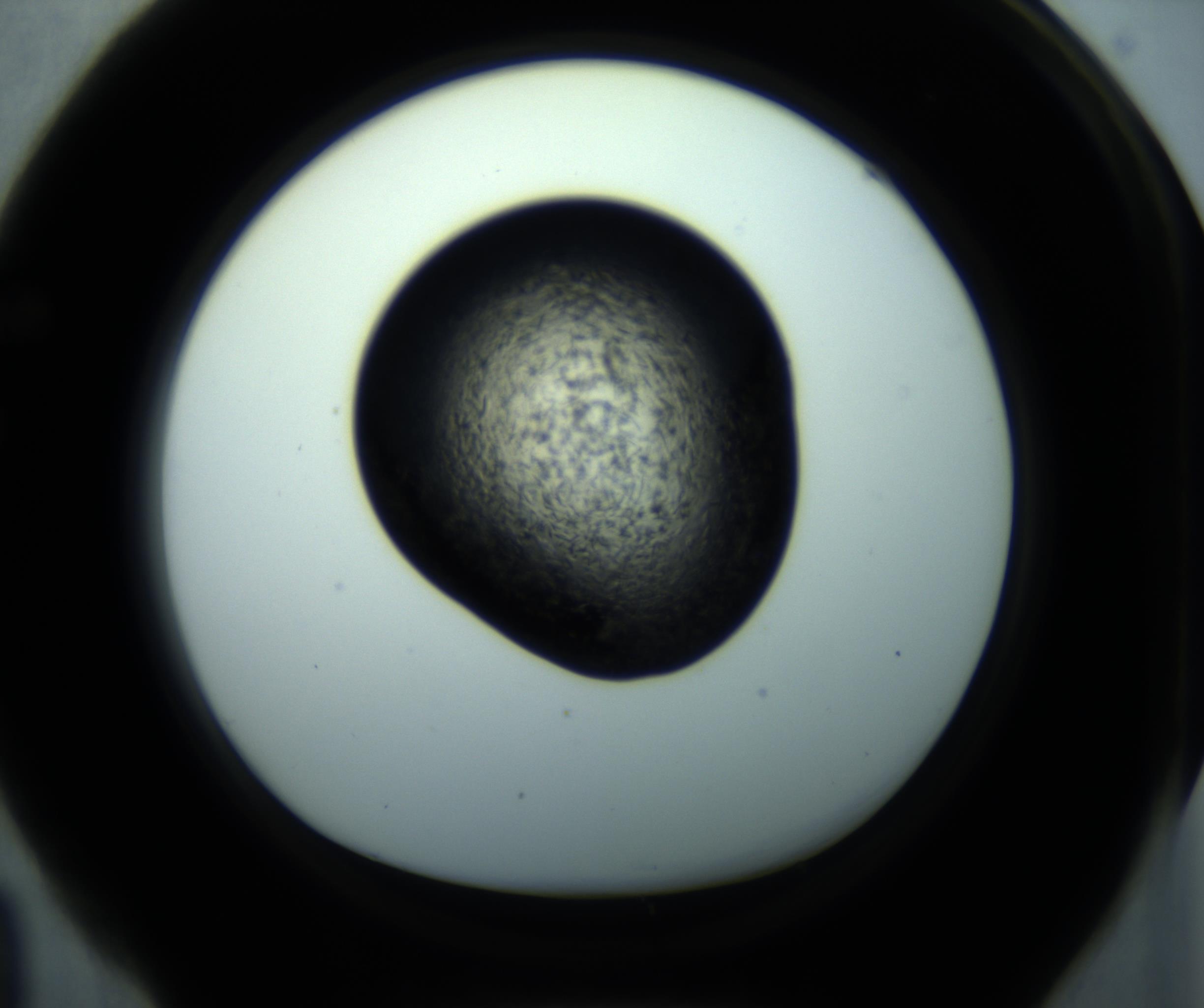 RI01_03_000_0212_Proj1_Clon1_MC_0000MC102892_001_161024_04_06_01_00_98_002_001_RAI.jpg