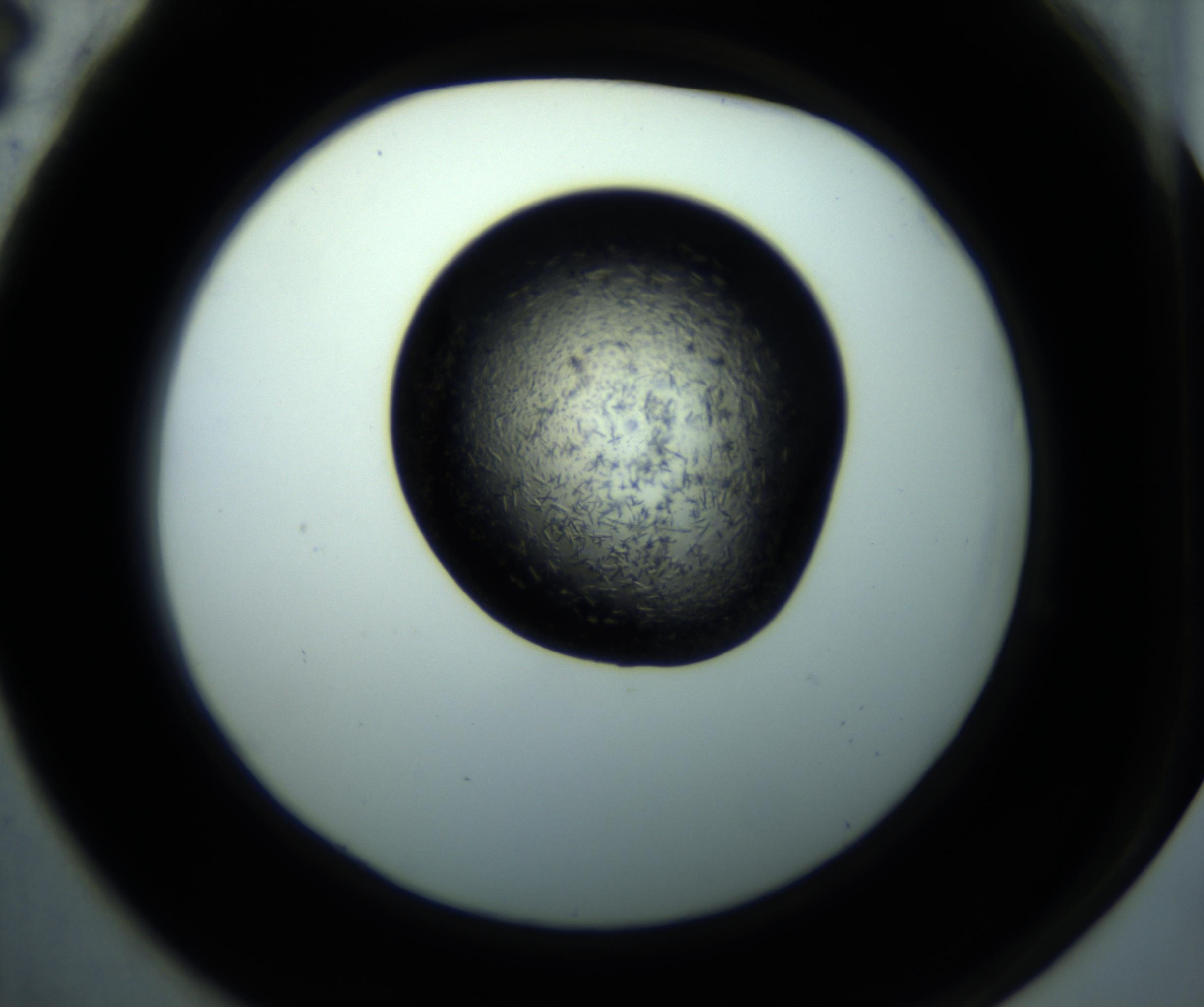 RI01_03_000_0212_Proj1_Clon1_MC_0000MC102892_001_161024_04_06_02_00_98_002_001_RAI.jpg