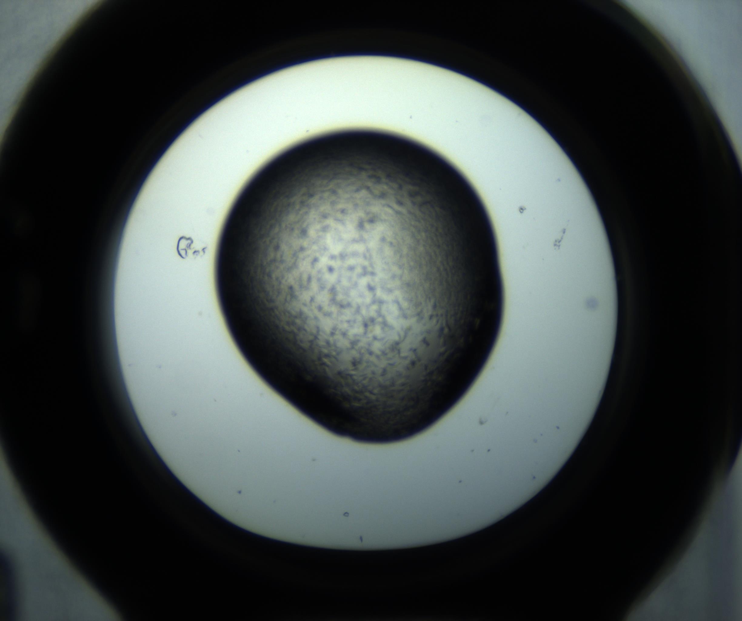 RI01_03_000_0212_Proj1_Clon1_MC_0000MC102892_001_161024_04_07_01_00_98_002_001_RAI.jpg