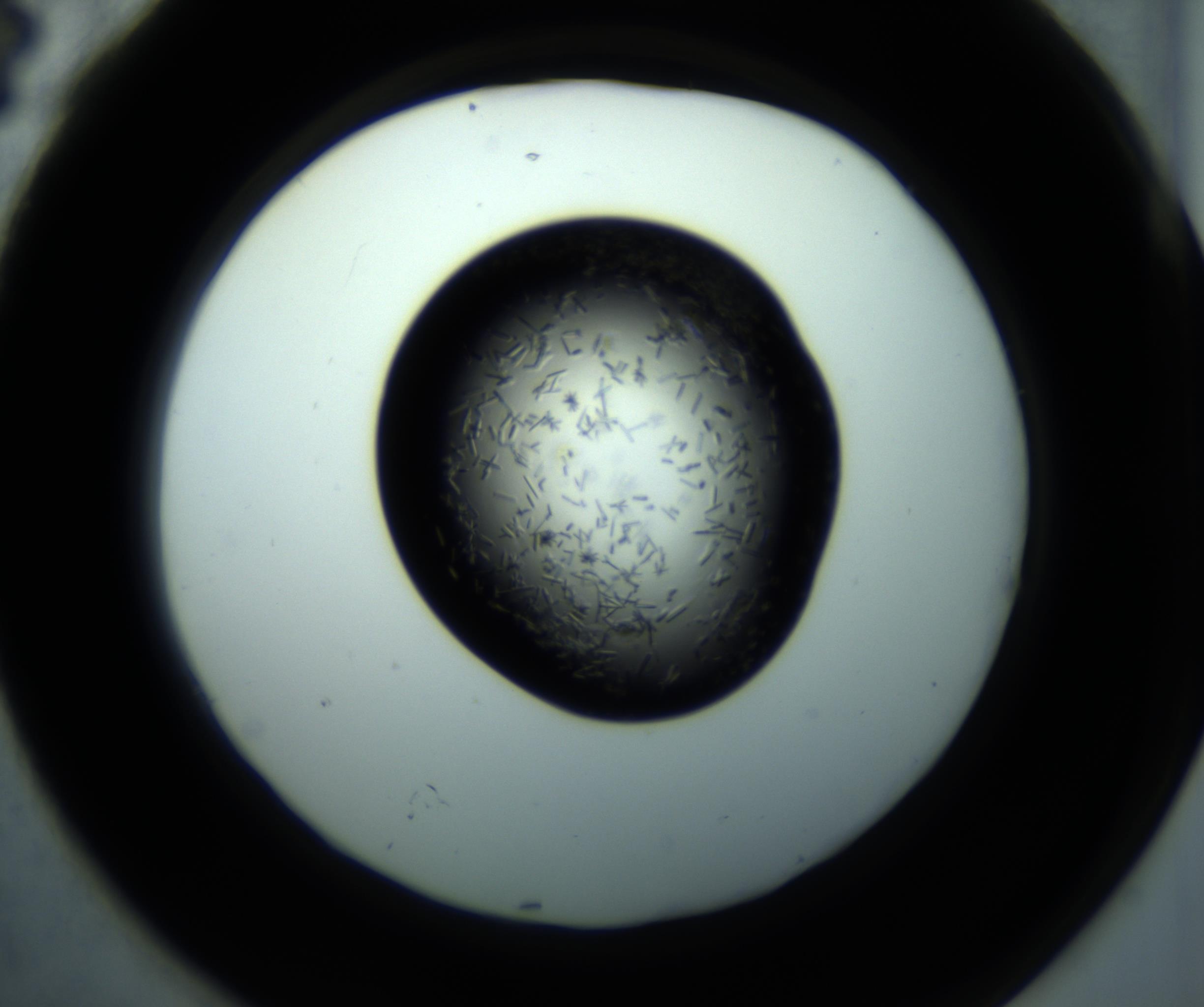 RI01_03_000_0212_Proj1_Clon1_MC_0000MC102892_001_161024_04_07_02_00_98_002_001_RAI.jpg
