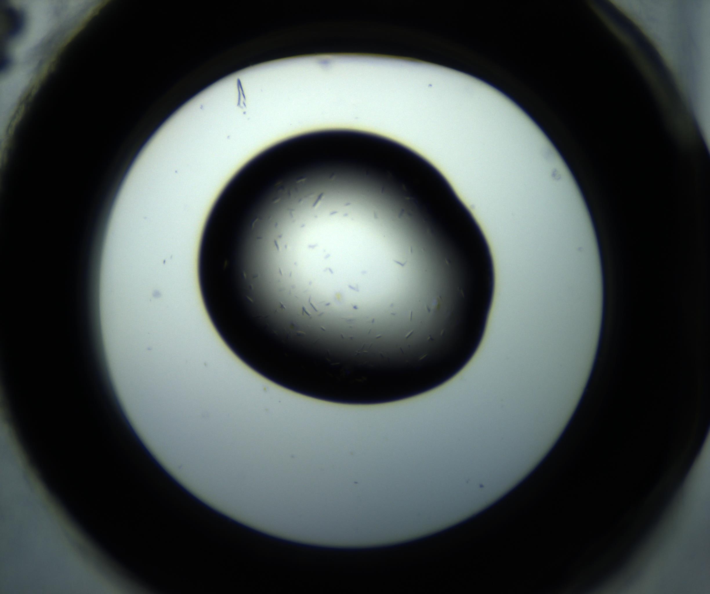 RI01_03_000_0212_Proj1_Clon1_MC_0000MC102892_001_161024_04_08_02_00_98_002_001_RAI.jpg