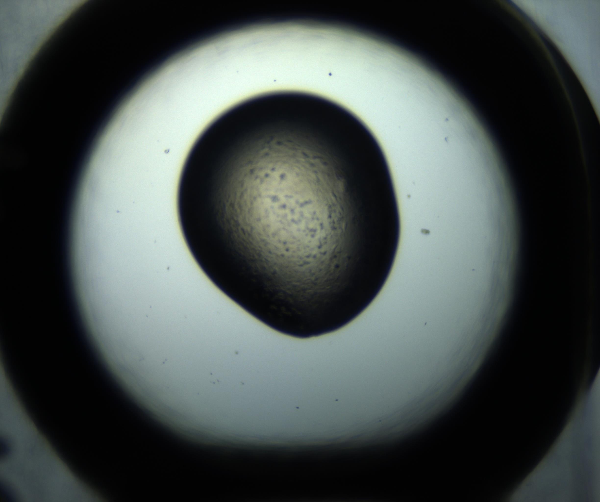 RI01_03_000_0212_Proj1_Clon1_MC_0000MC102892_001_161024_05_06_01_00_98_002_001_RAI.jpg