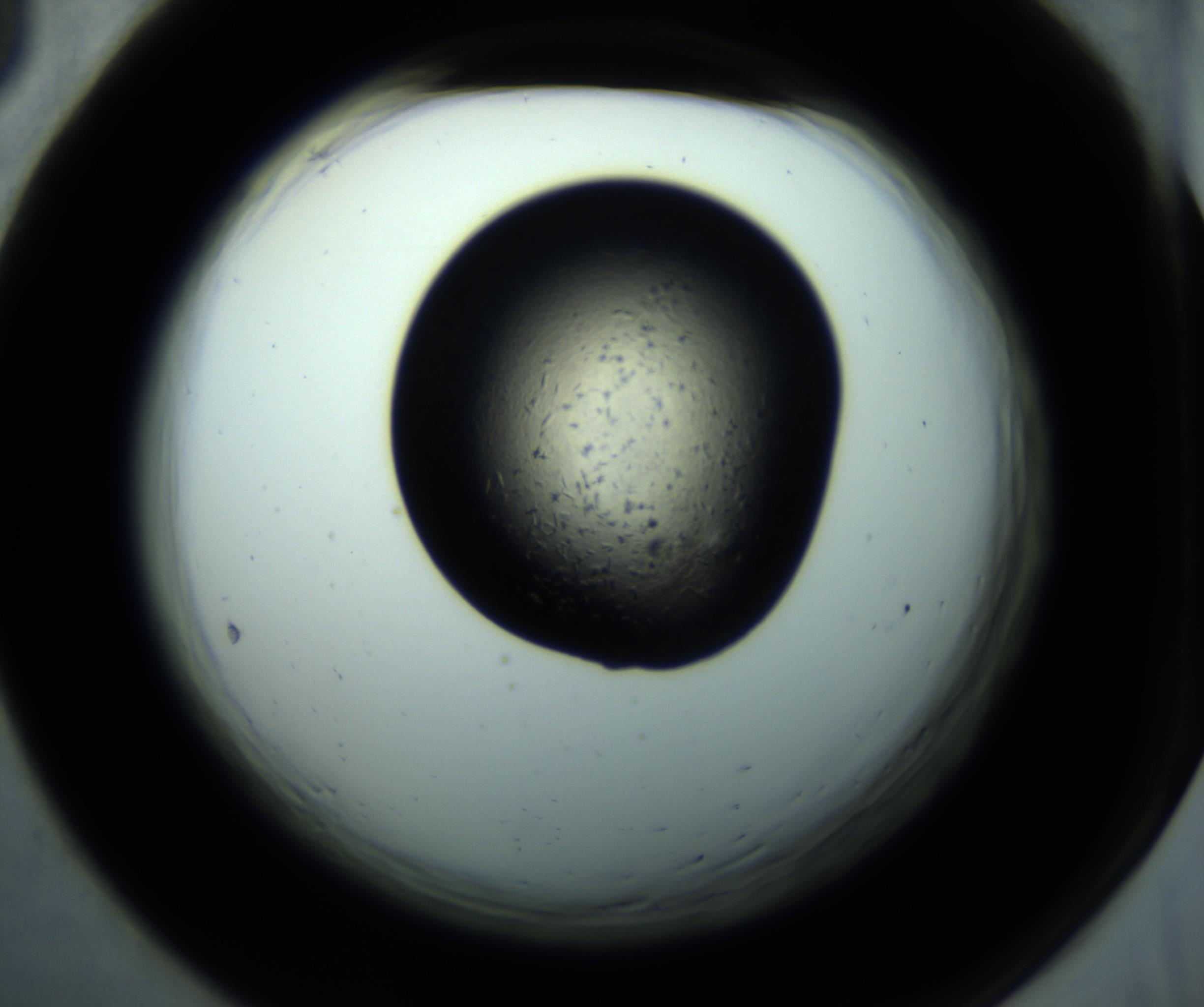 RI01_03_000_0212_Proj1_Clon1_MC_0000MC102892_001_161024_05_06_02_00_98_002_001_RAI.jpg