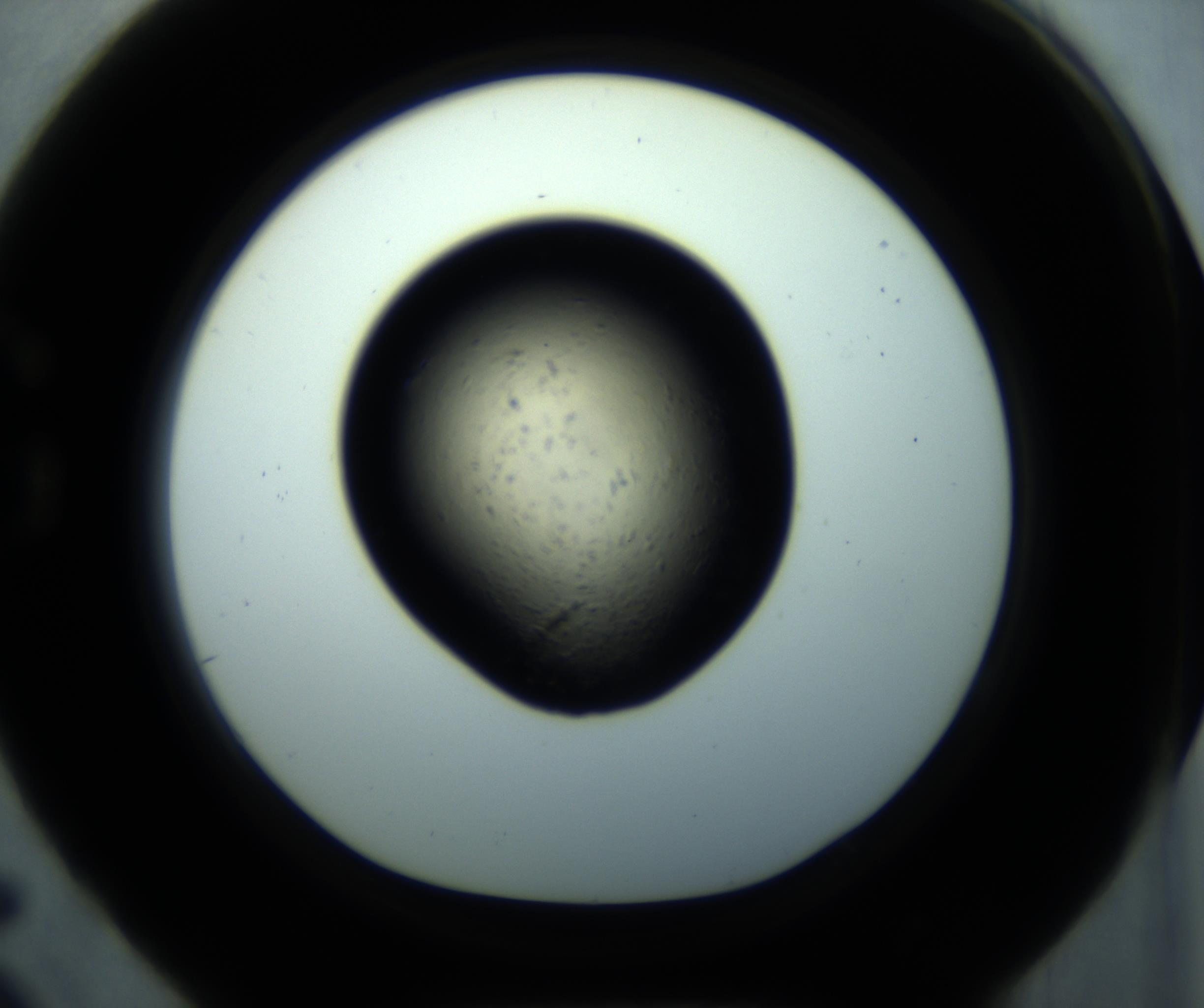 RI01_03_000_0212_Proj1_Clon1_MC_0000MC102892_001_161024_05_07_01_00_98_002_001_RAI.jpg