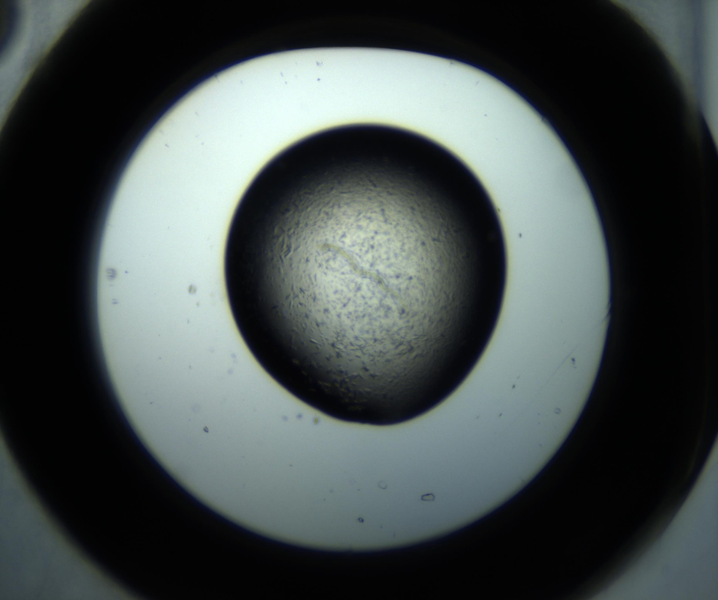 RI01_03_000_0212_Proj1_Clon1_MC_0000MC102892_001_161024_05_07_02_00_98_002_001_RAI.jpg