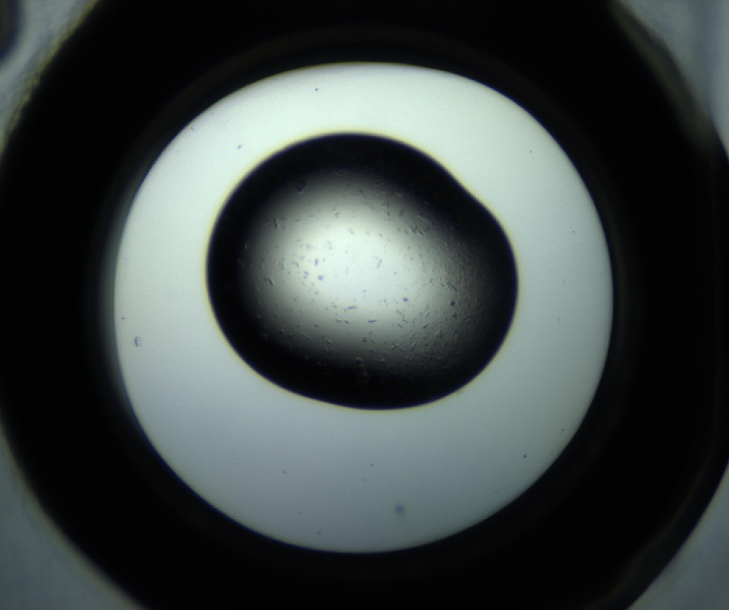 RI01_03_000_0212_Proj1_Clon1_MC_0000MC102892_001_161024_05_08_02_00_98_002_001_RAI.jpg