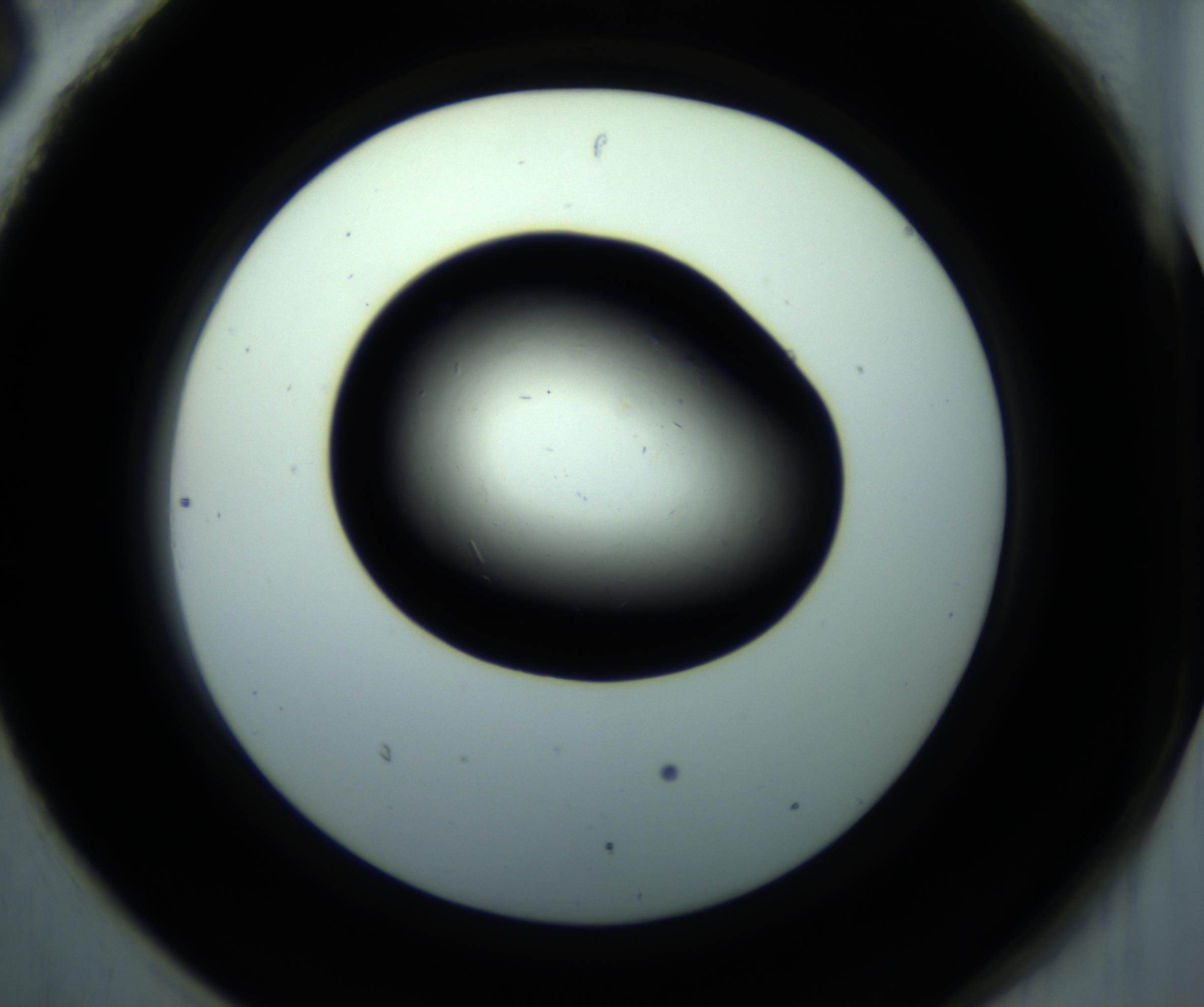 RI01_03_000_0212_Proj1_Clon1_MC_0000MC102892_001_161024_06_08_02_00_98_002_001_RAI.jpg