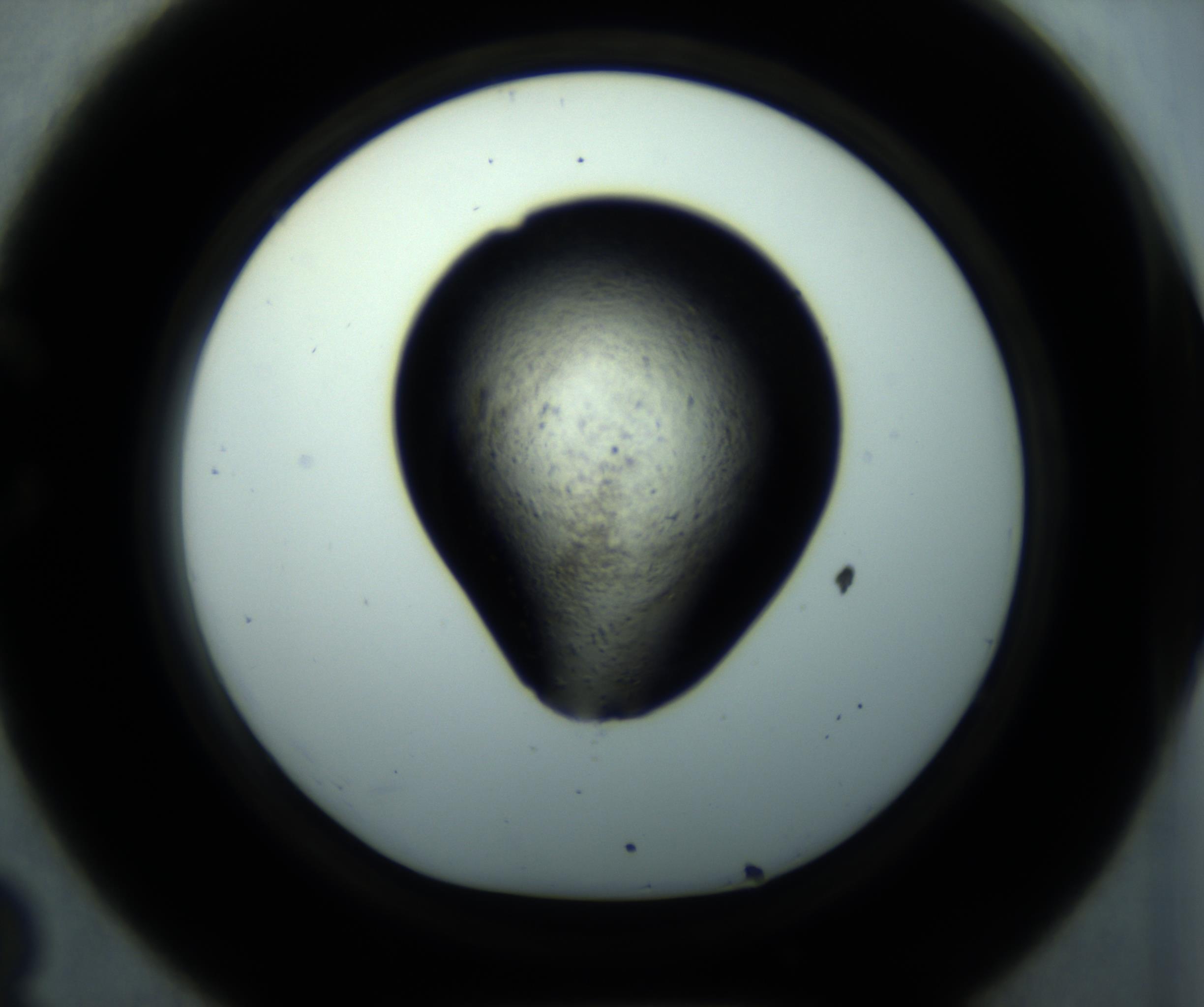 RI01_03_000_0212_Proj1_Clon1_MC_0000MC102892_001_161024_08_03_01_00_98_002_001_RAI.jpg