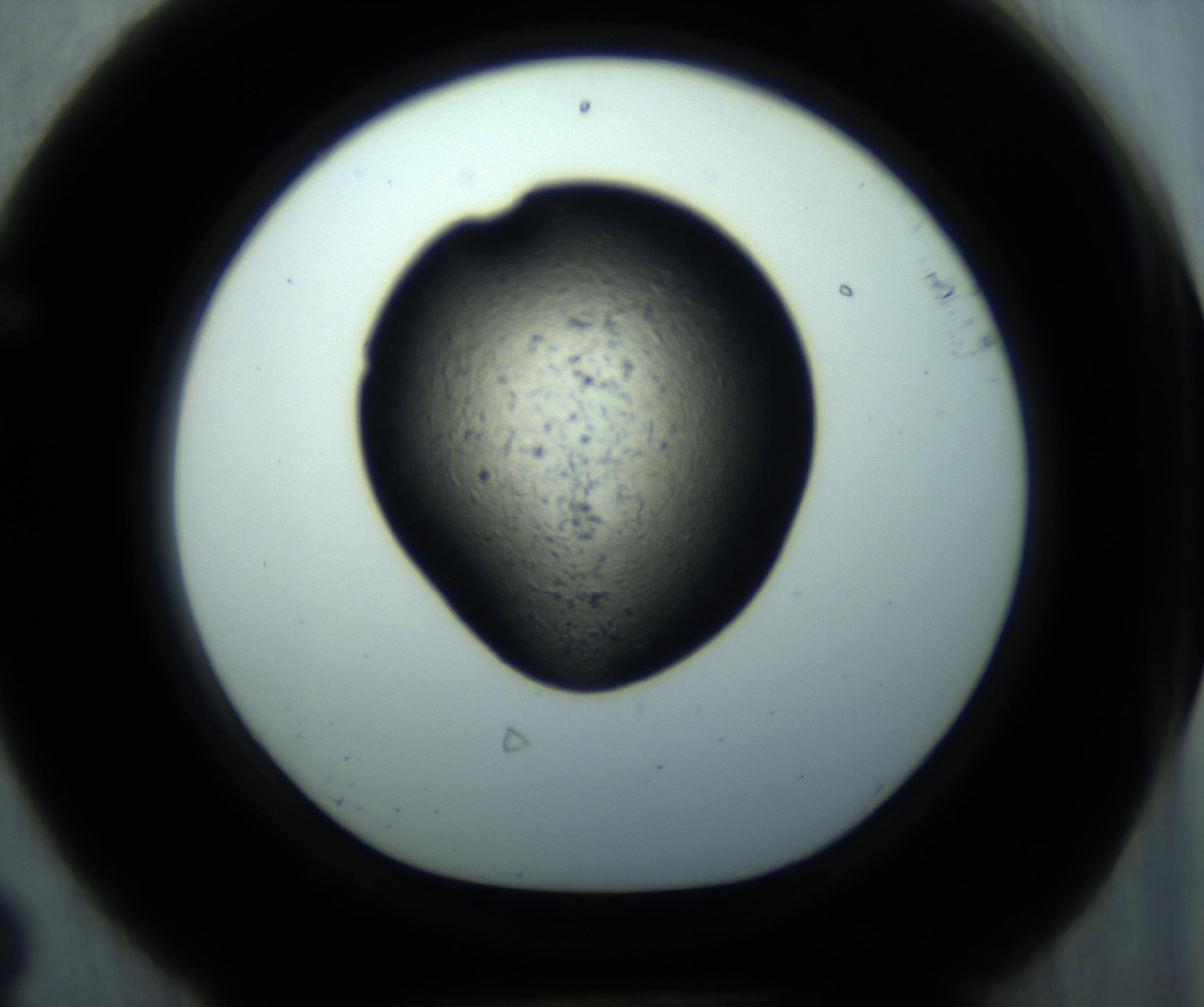 RI01_03_000_0212_Proj1_Clon1_MC_0000MC102892_001_161024_08_06_01_00_98_002_001_RAI.jpg