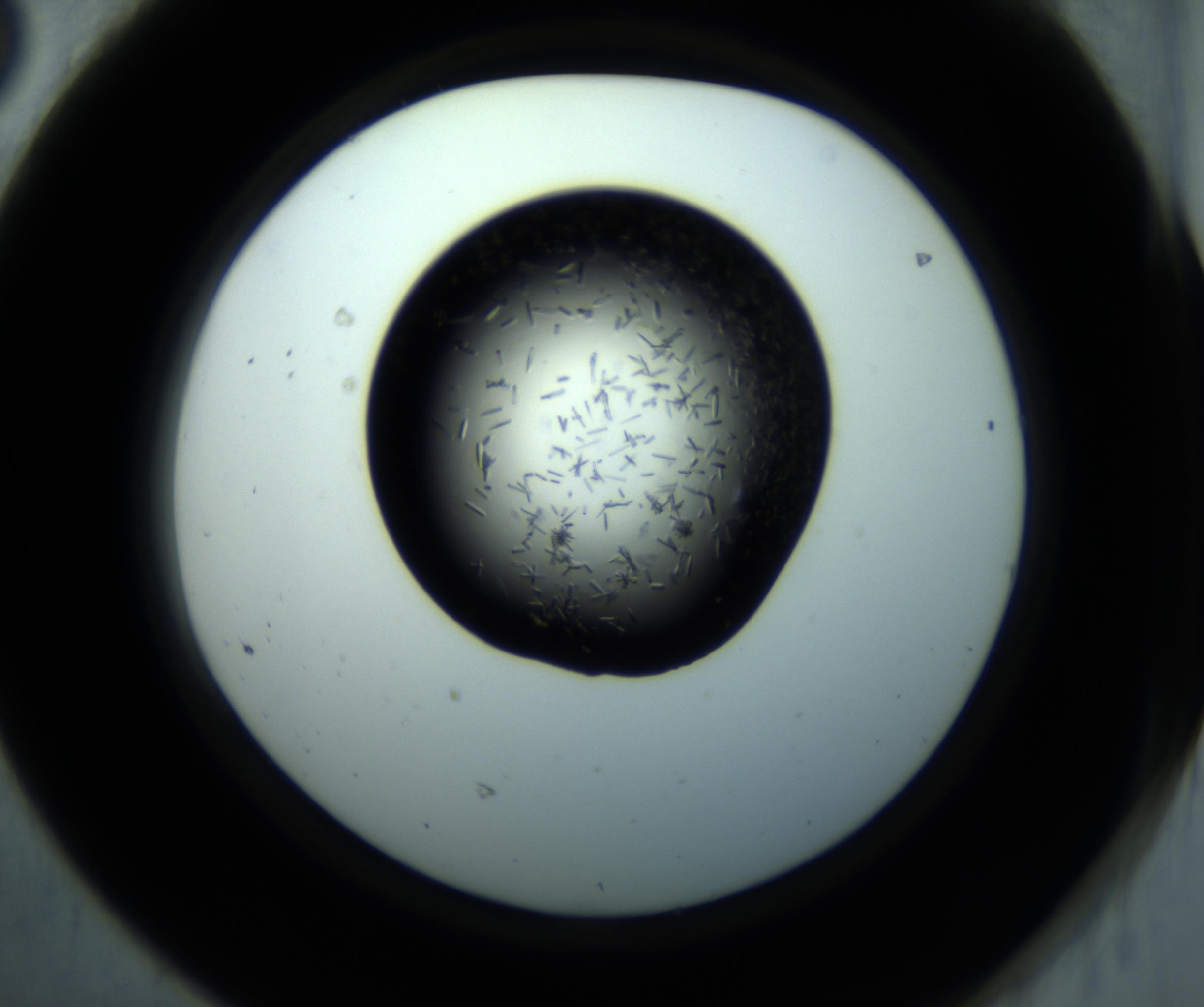 RI01_03_000_0212_Proj1_Clon1_MC_0000MC102892_001_161024_08_06_02_00_98_002_001_RAI.jpg