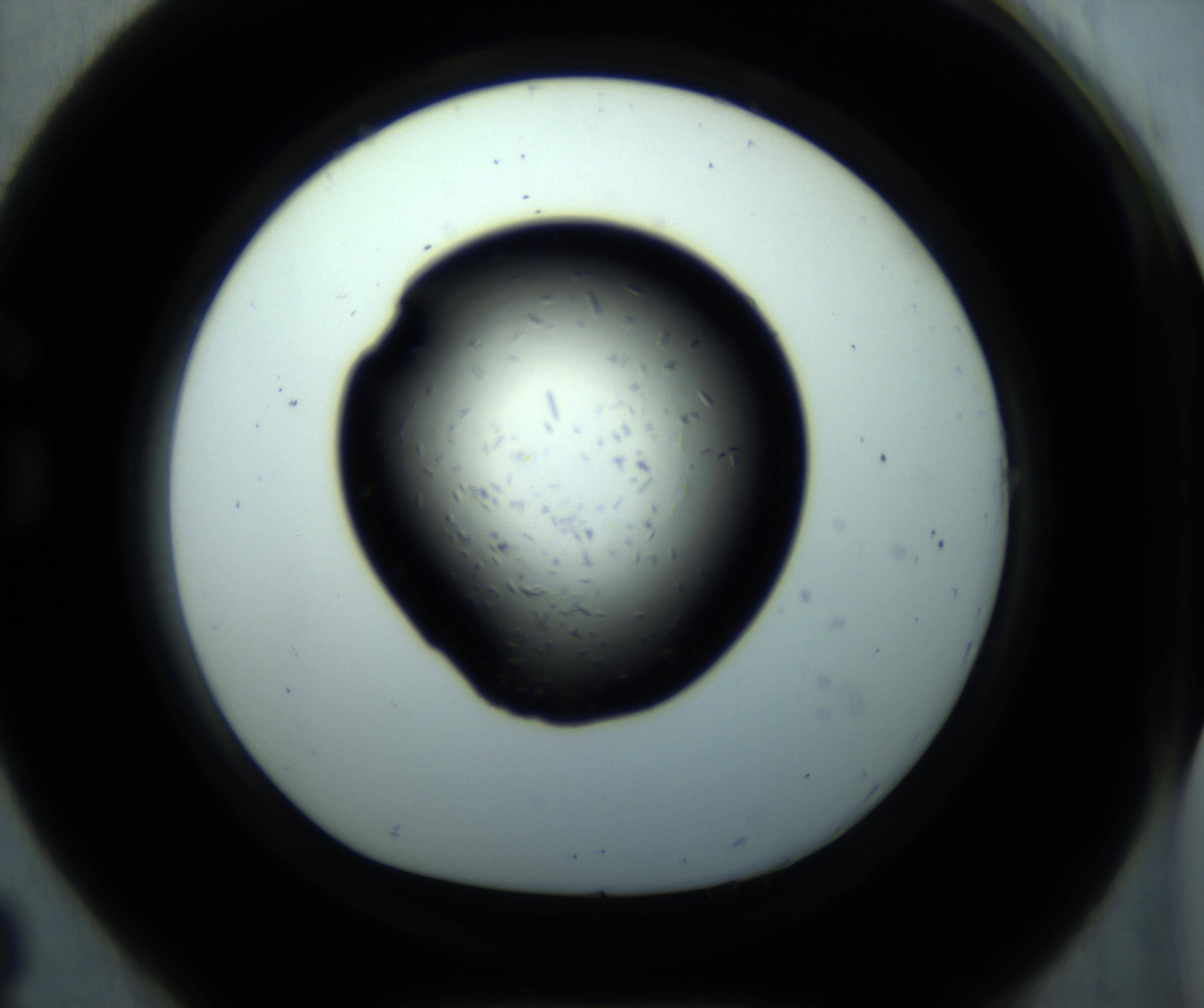 RI01_03_000_0212_Proj1_Clon1_MC_0000MC102892_001_161024_08_07_01_00_98_002_001_RAI.jpg